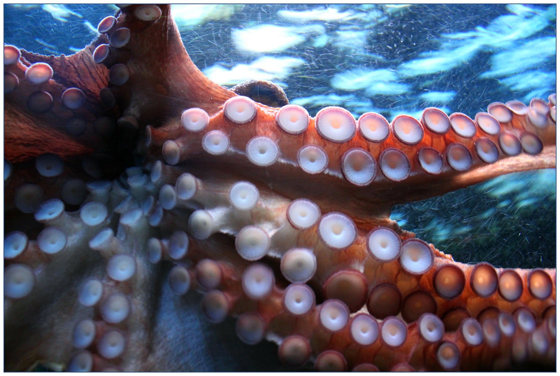 squid ink marine biology denistry gum disease