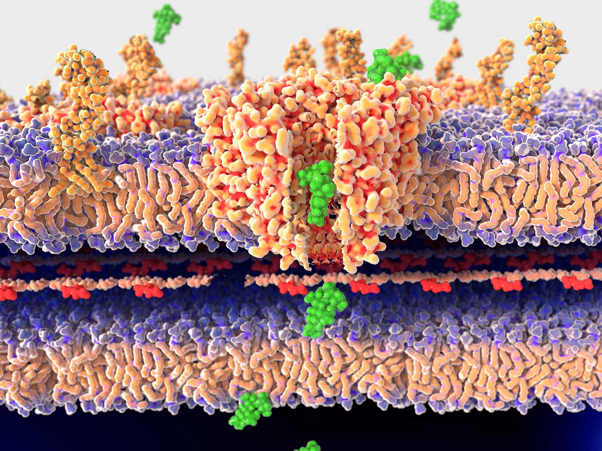 quantum dots antibiotic resistance drug-resistant bacteria