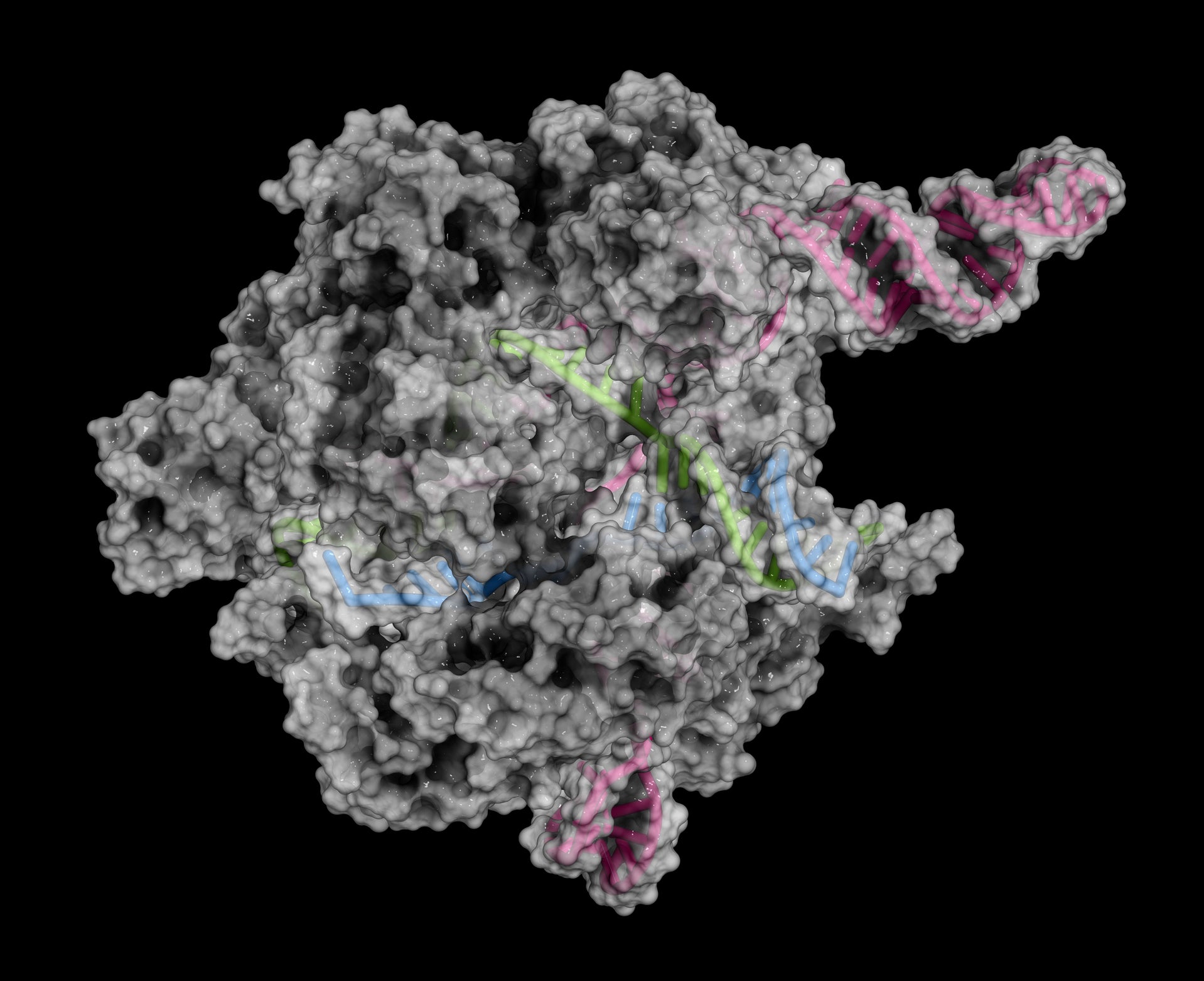 crispr crispr-gold homology-directed repair duchenne muscular dystrophy