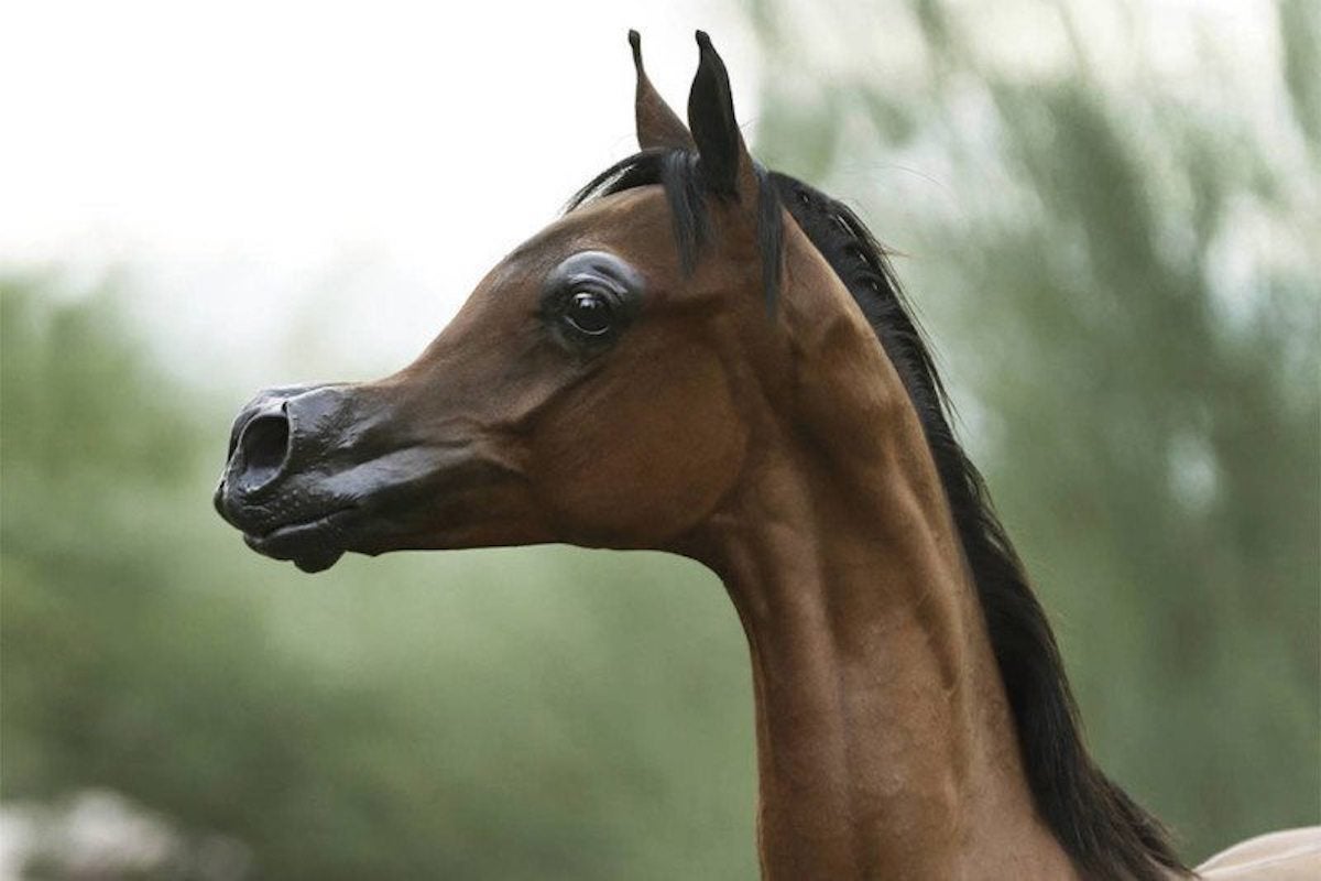 Animal breeding is causing extremes like this horse, which features an exaggerated dished face.