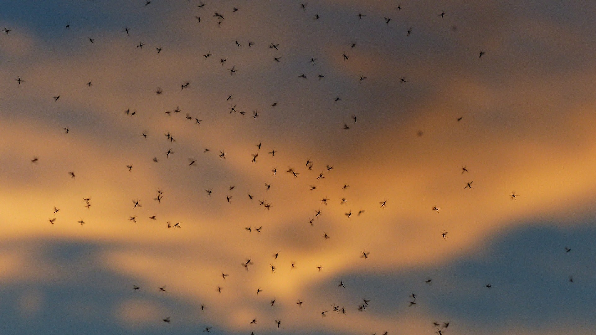 insects climate change germany entomology