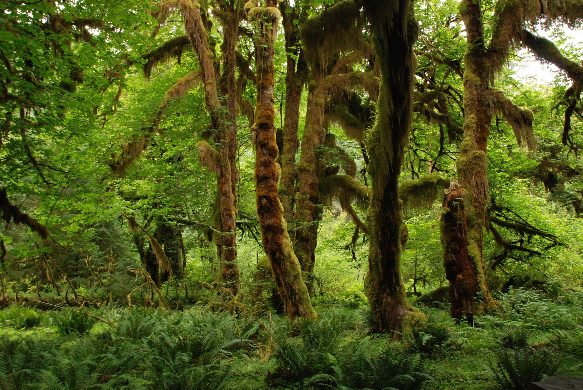 climate change deforestation wildlife conservation
