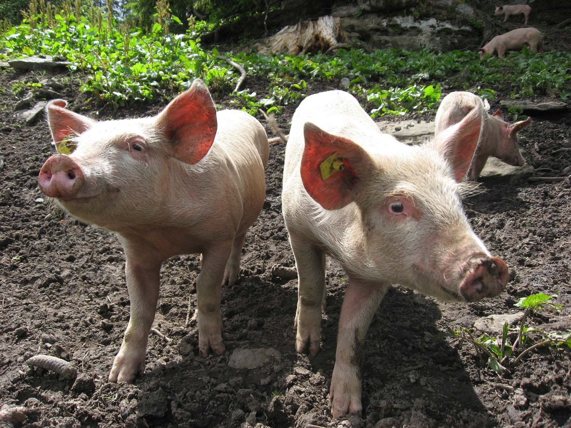crispr pigs food genetically modified food