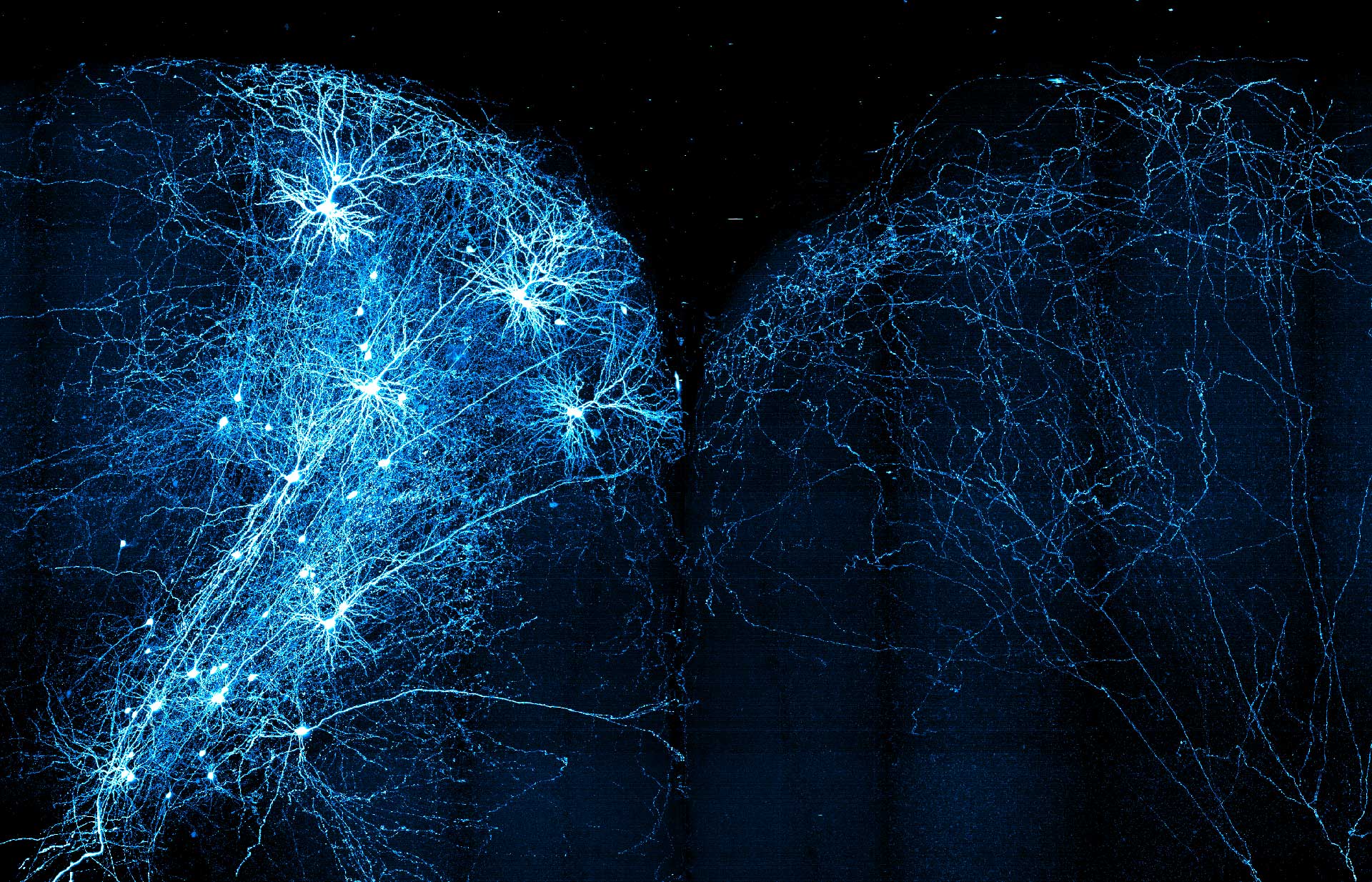 neuroscience brain mapping mouselight neuronbrowser