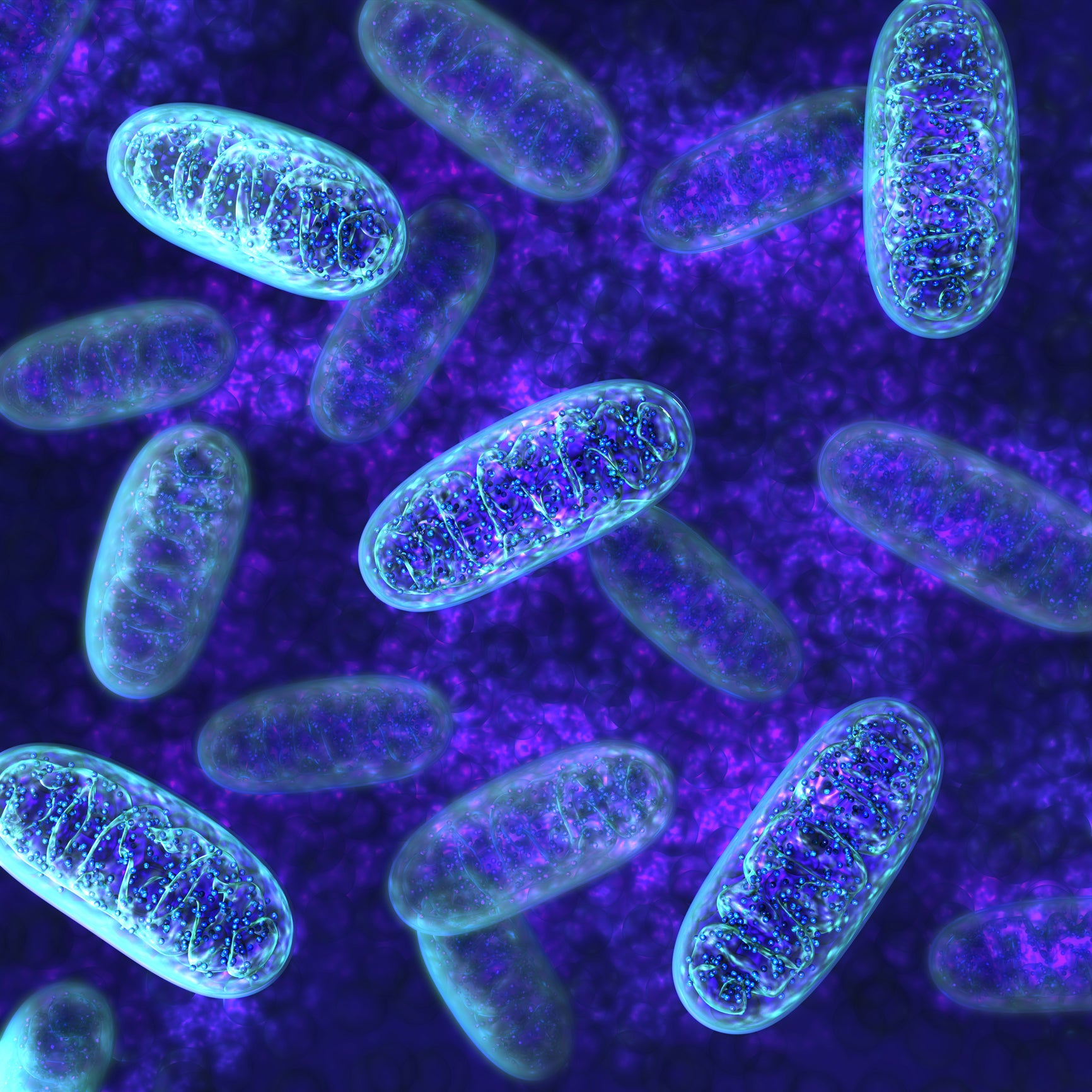 aging mitochondria c. elegans