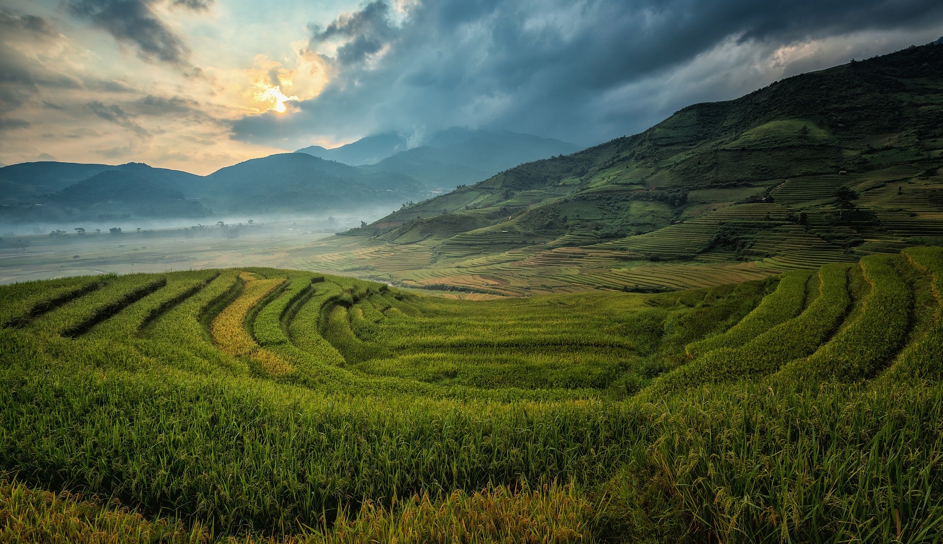 china rice global climate change saltwater rice that grows in saltwater