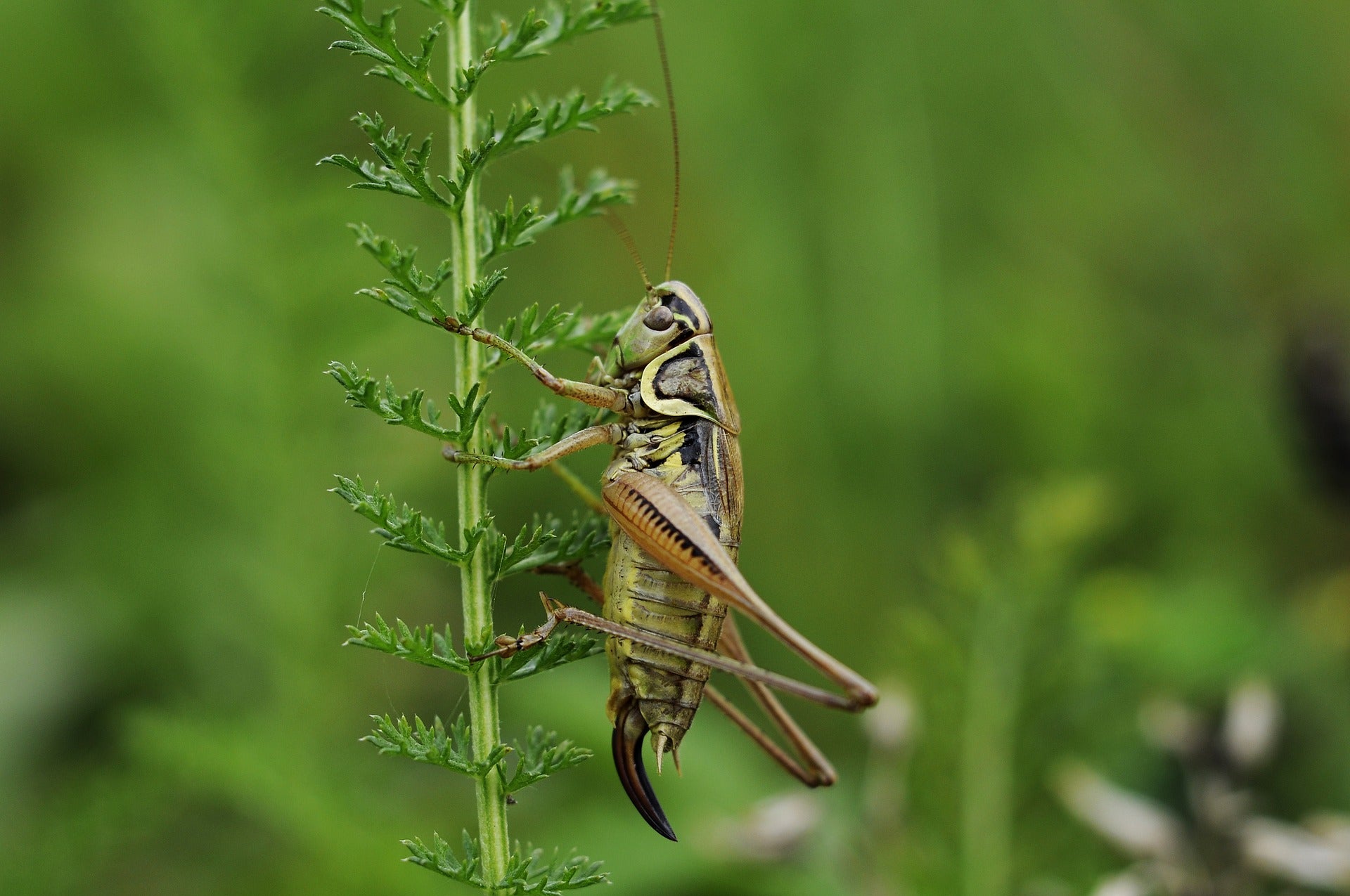 crickets food farming agriculture aspire food group