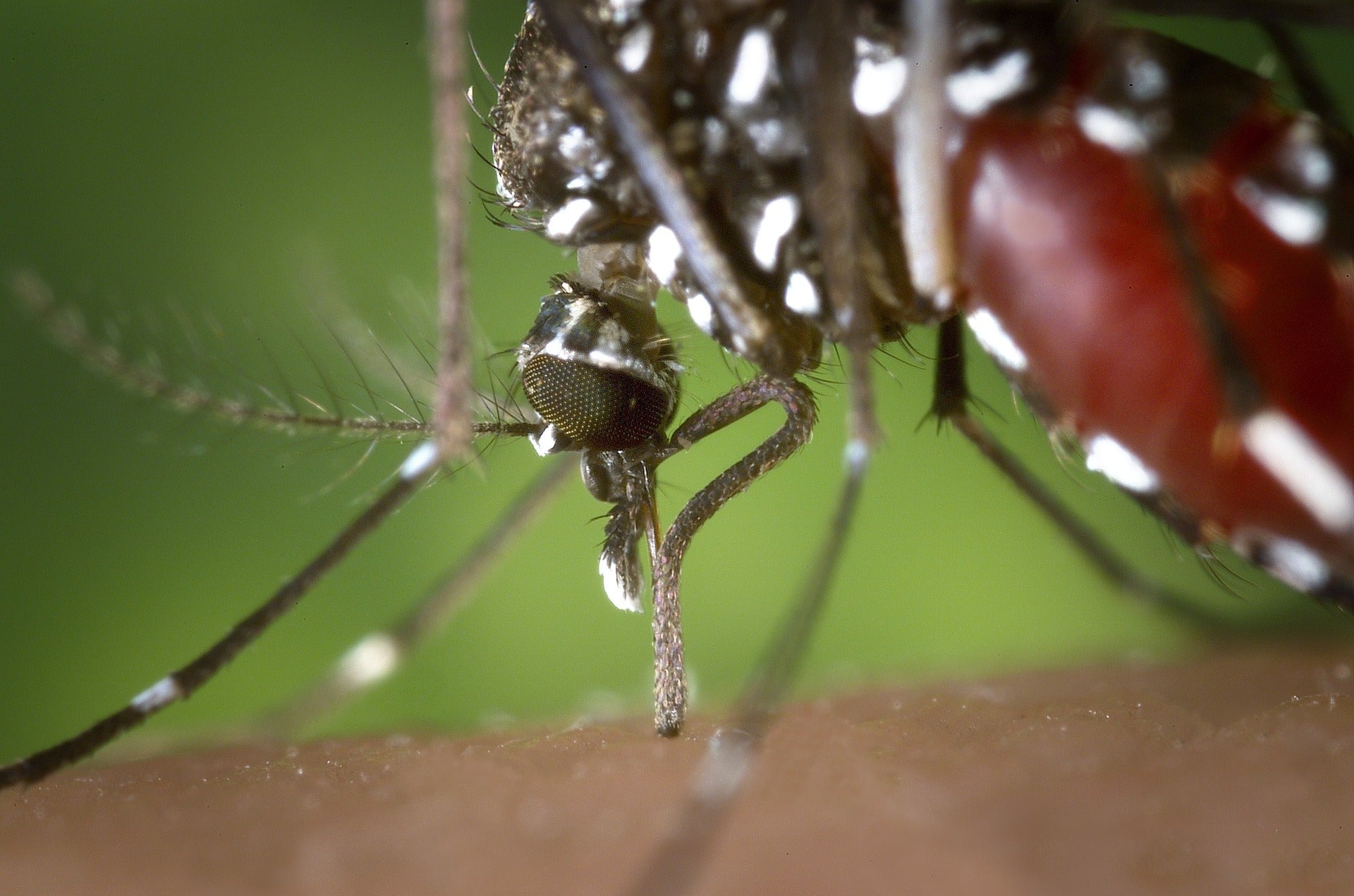 lab-grown mosquitoes