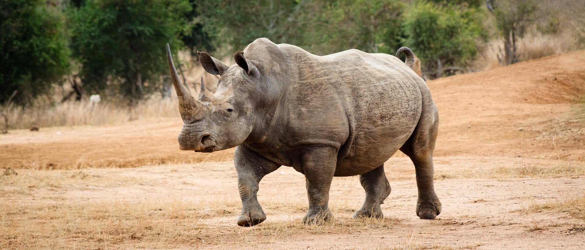 Synthetic Rhino Horns