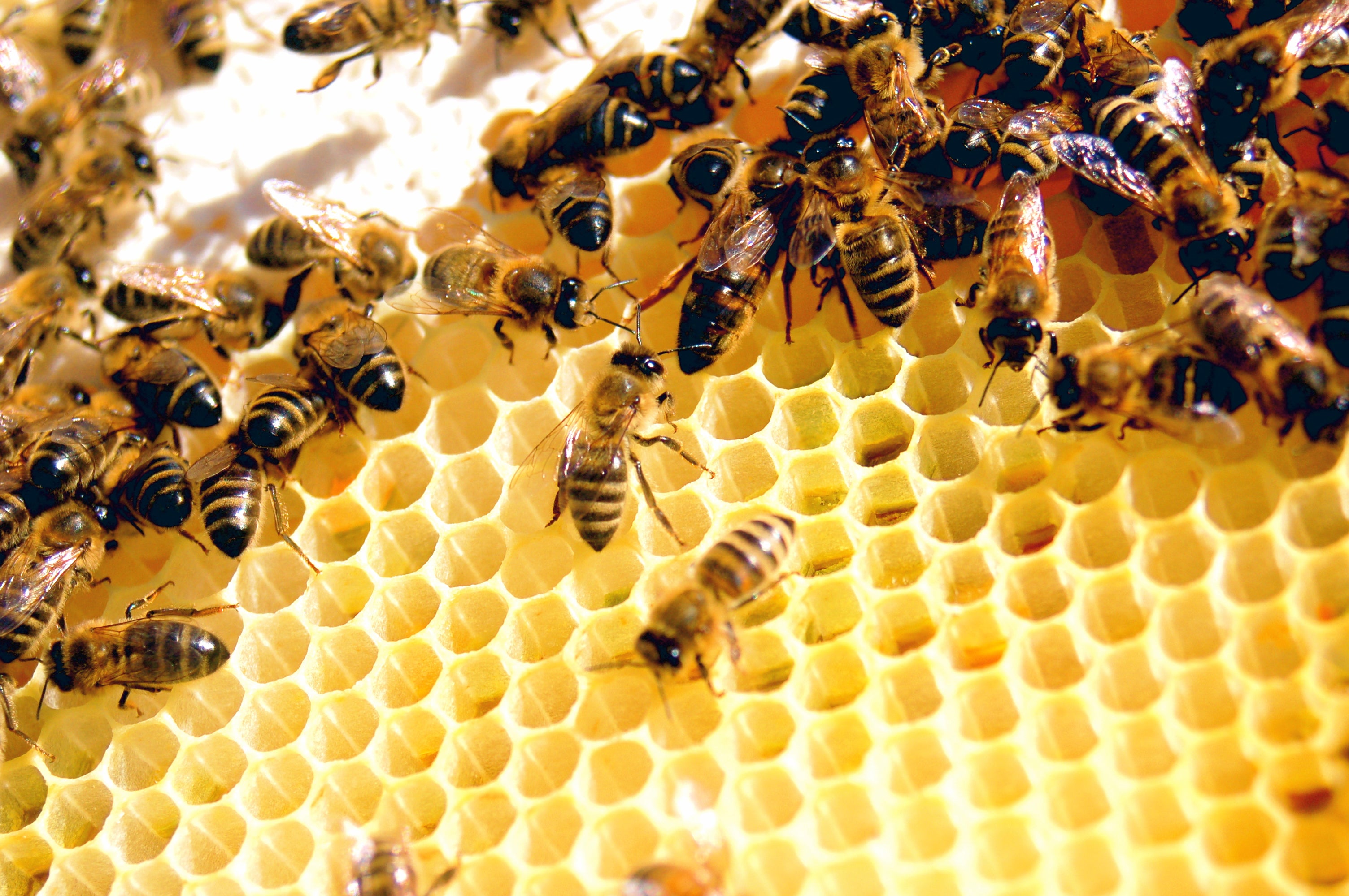 bees agriculture fungicide pesticide extinct conservation