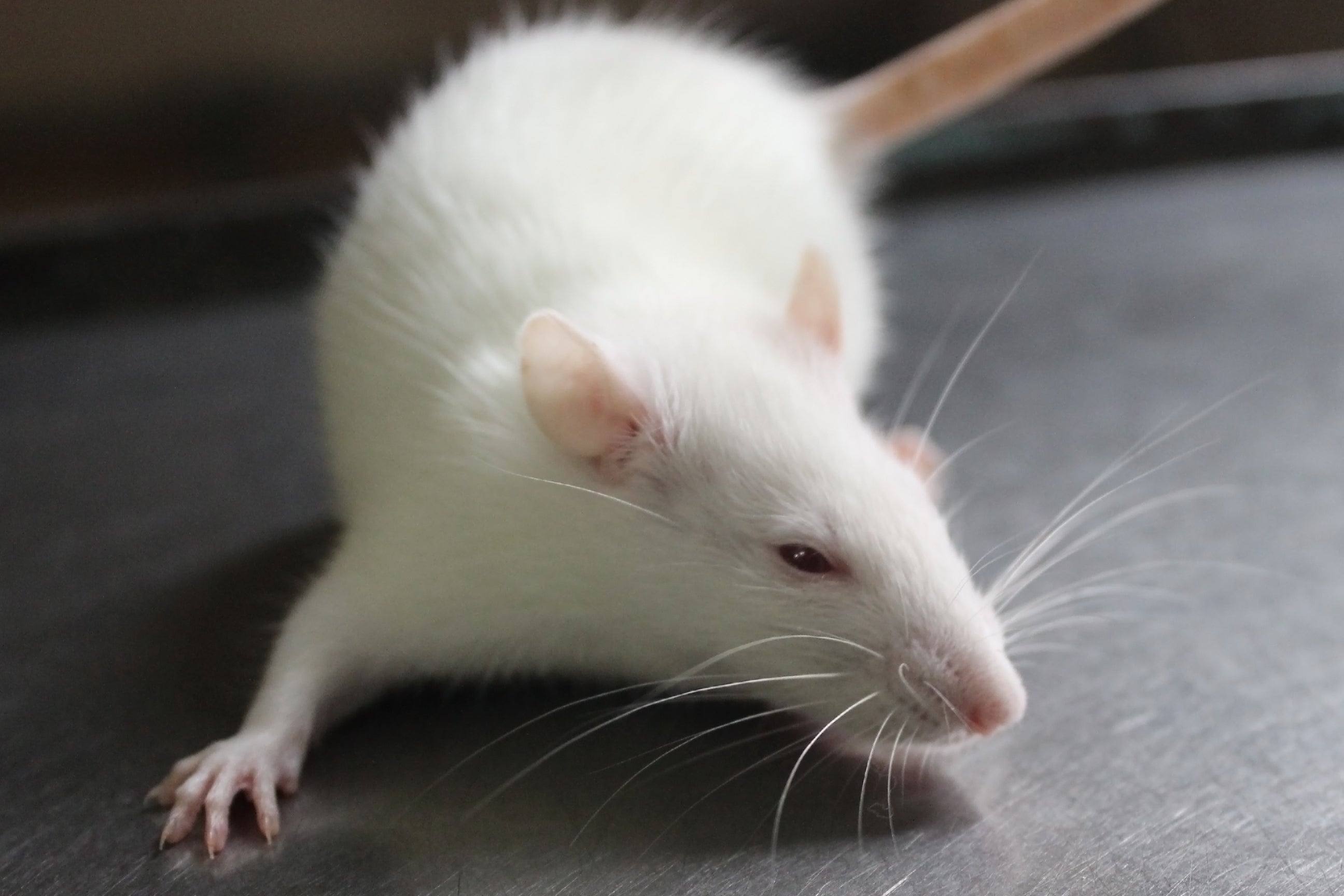 crispr crispr-cas9 hearing deafness
