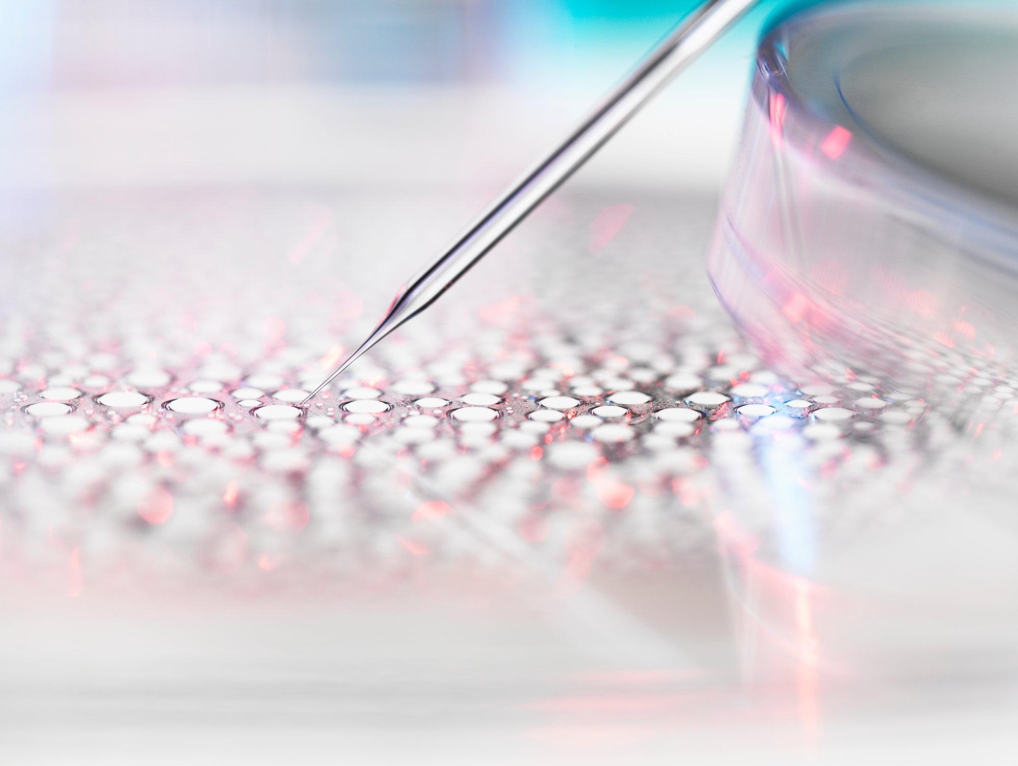 semi-synthetic organisms