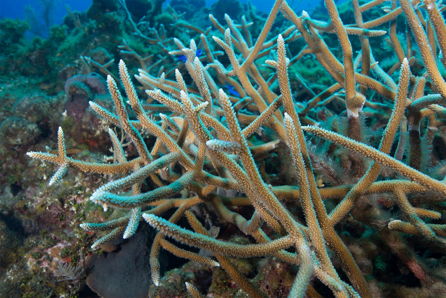 corals climate change coral bleaching coral reefs