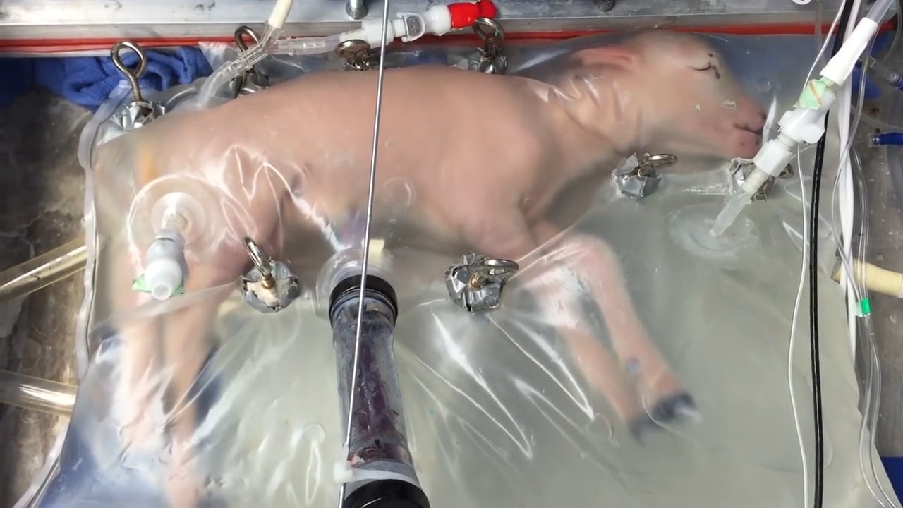 Lamb in an artificial womb