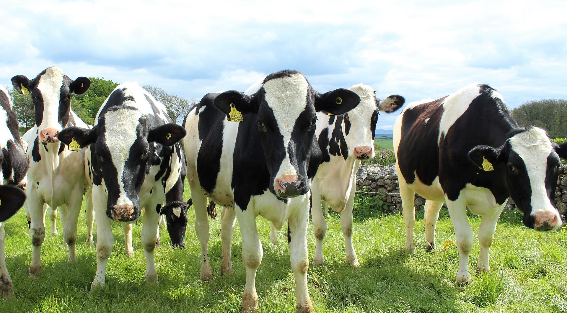 Clean energy could be provided by these cows.