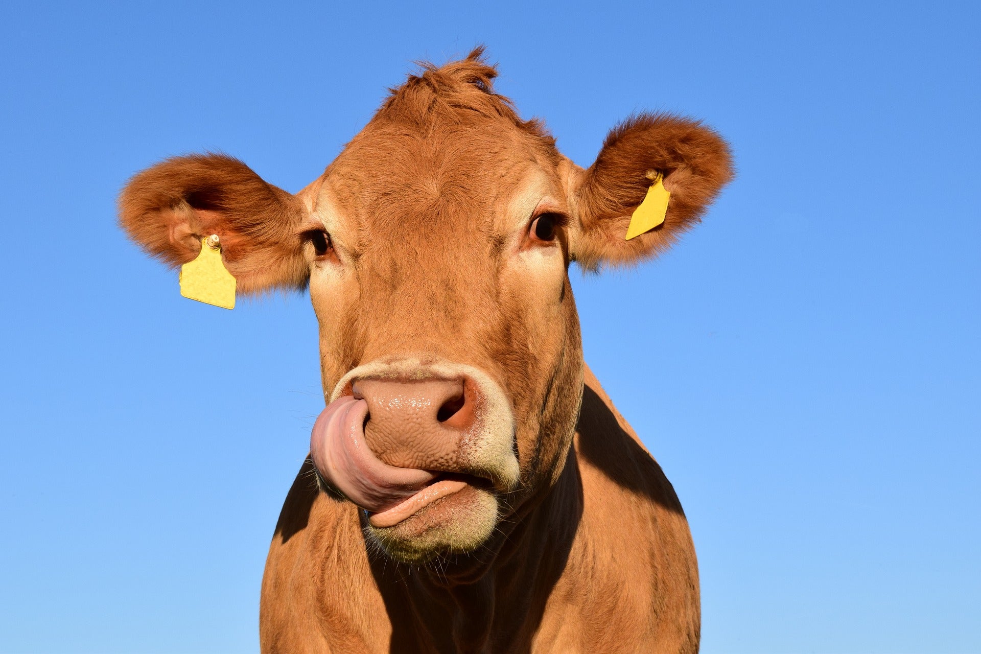 genetic engineering green revolution improved livestock poverty