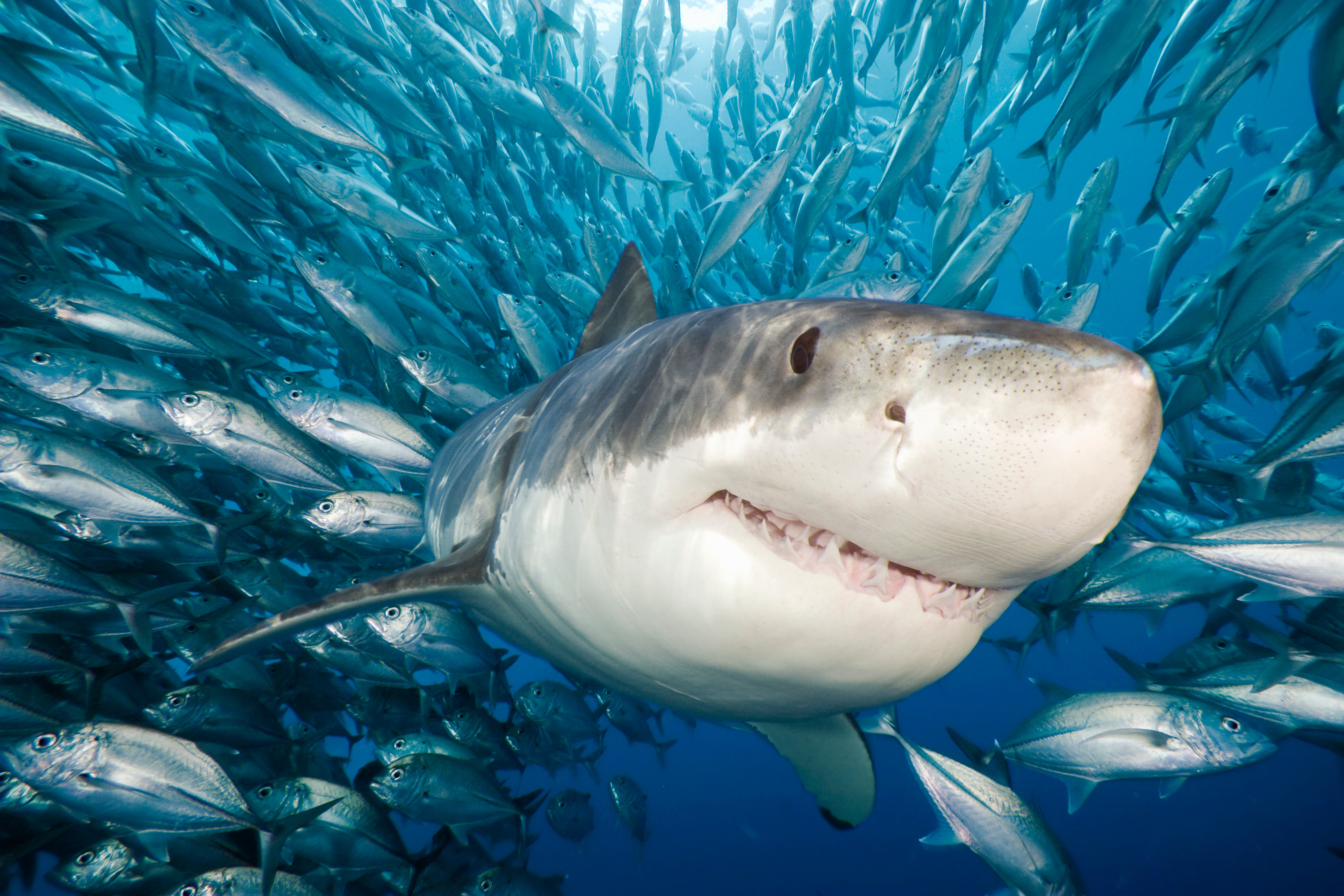marine food web climate change global warming marine ecosystem
