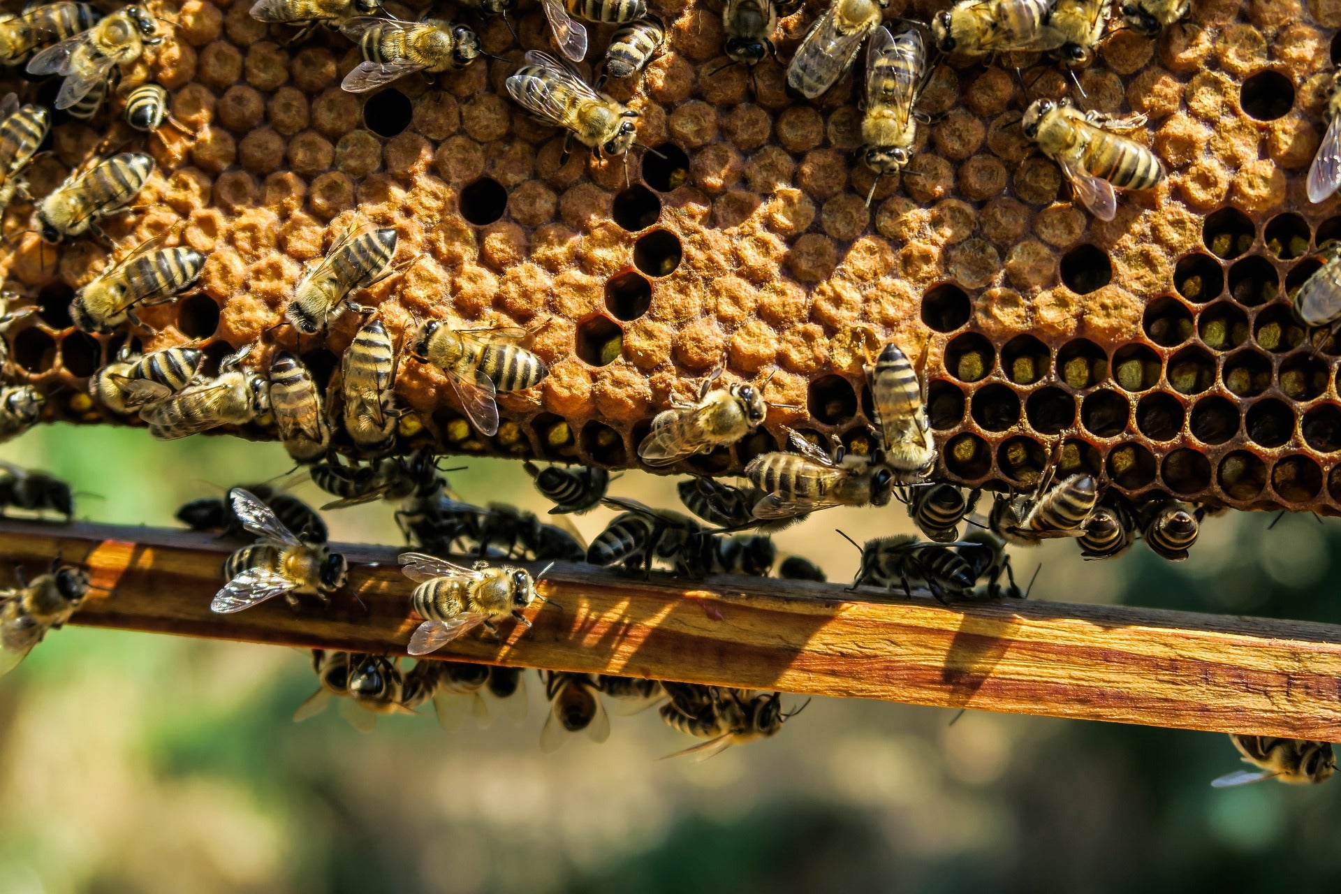 wild pollinator species