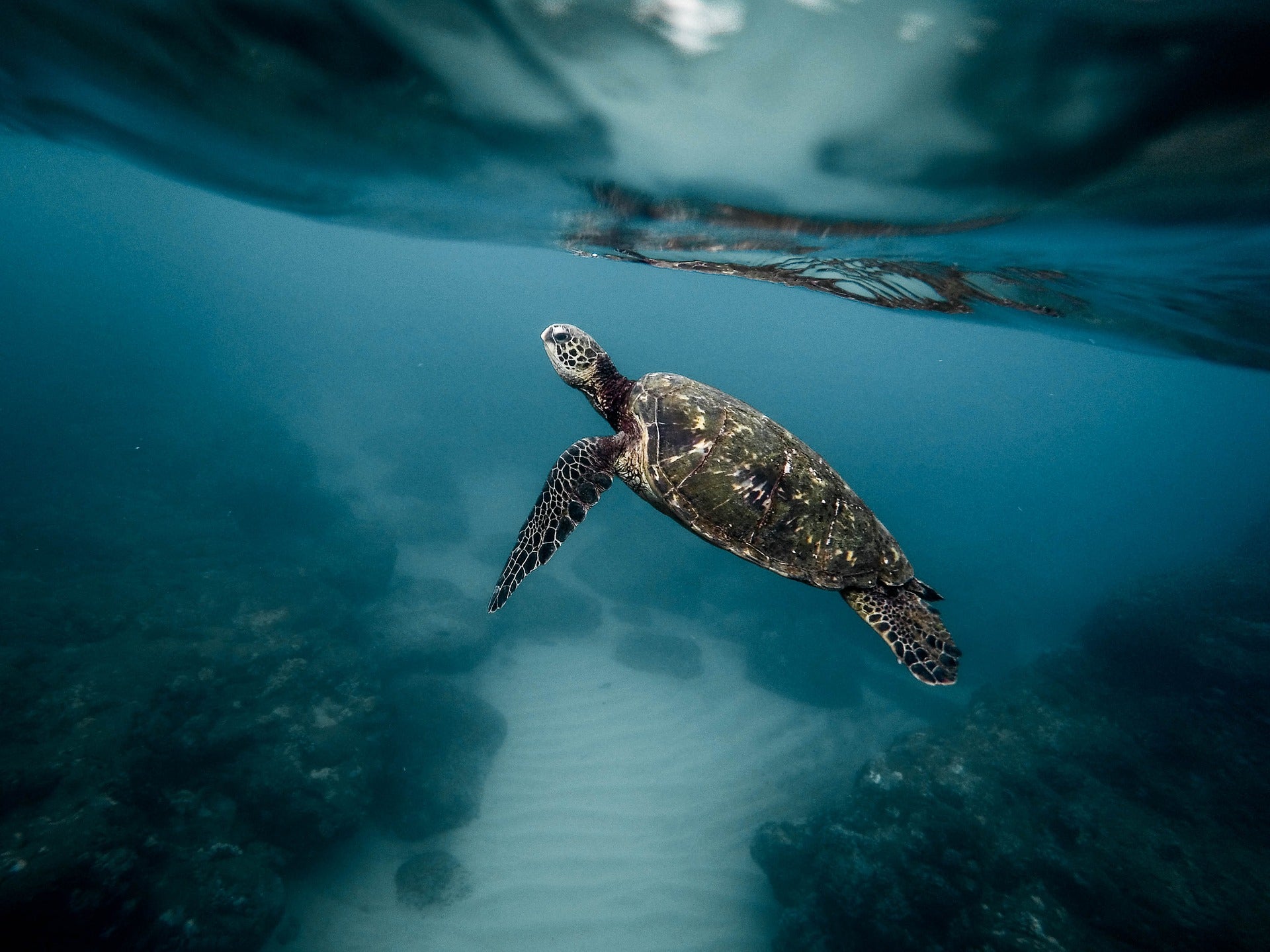 climate change sea turtles global warming