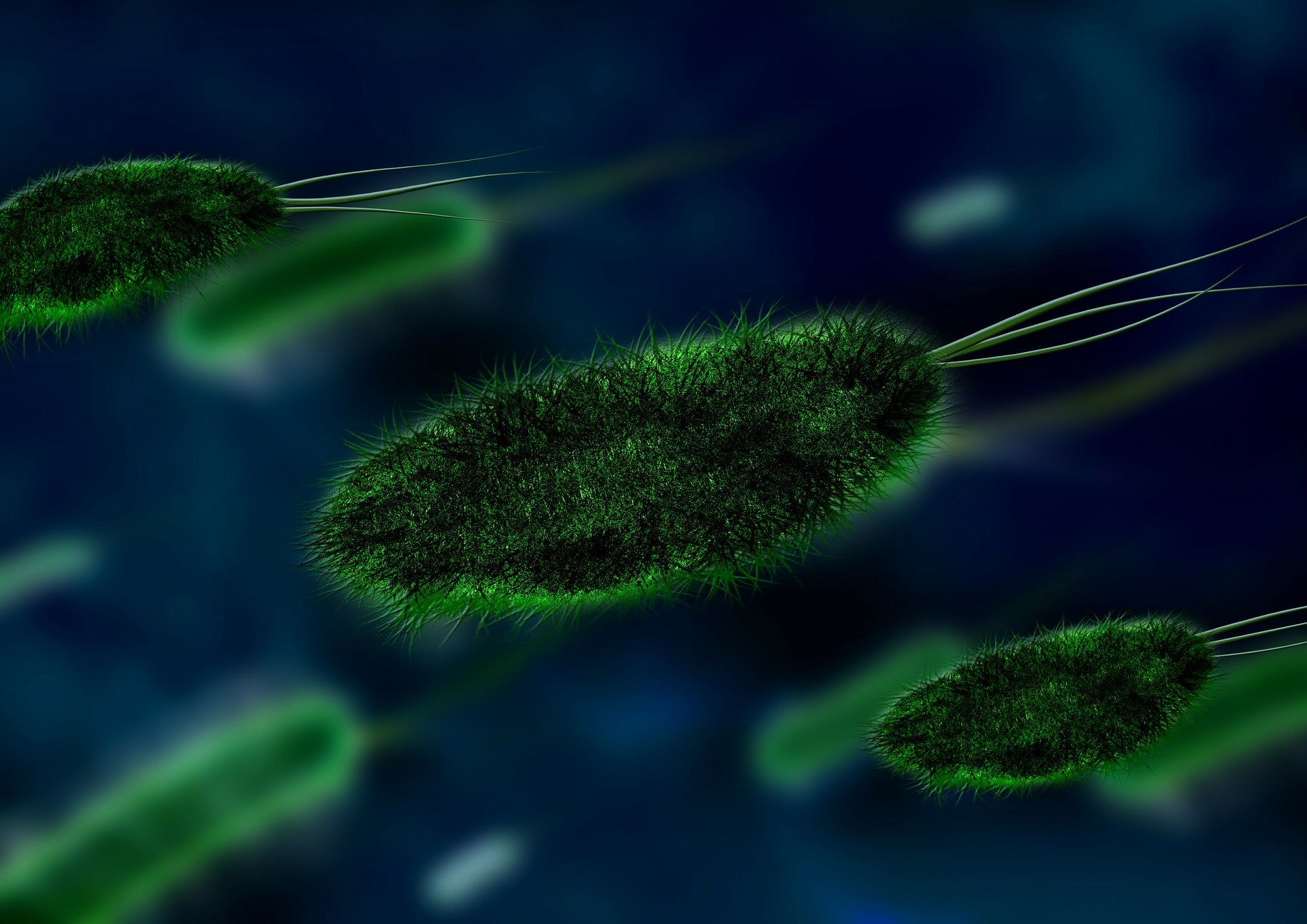 Green bacteria cells