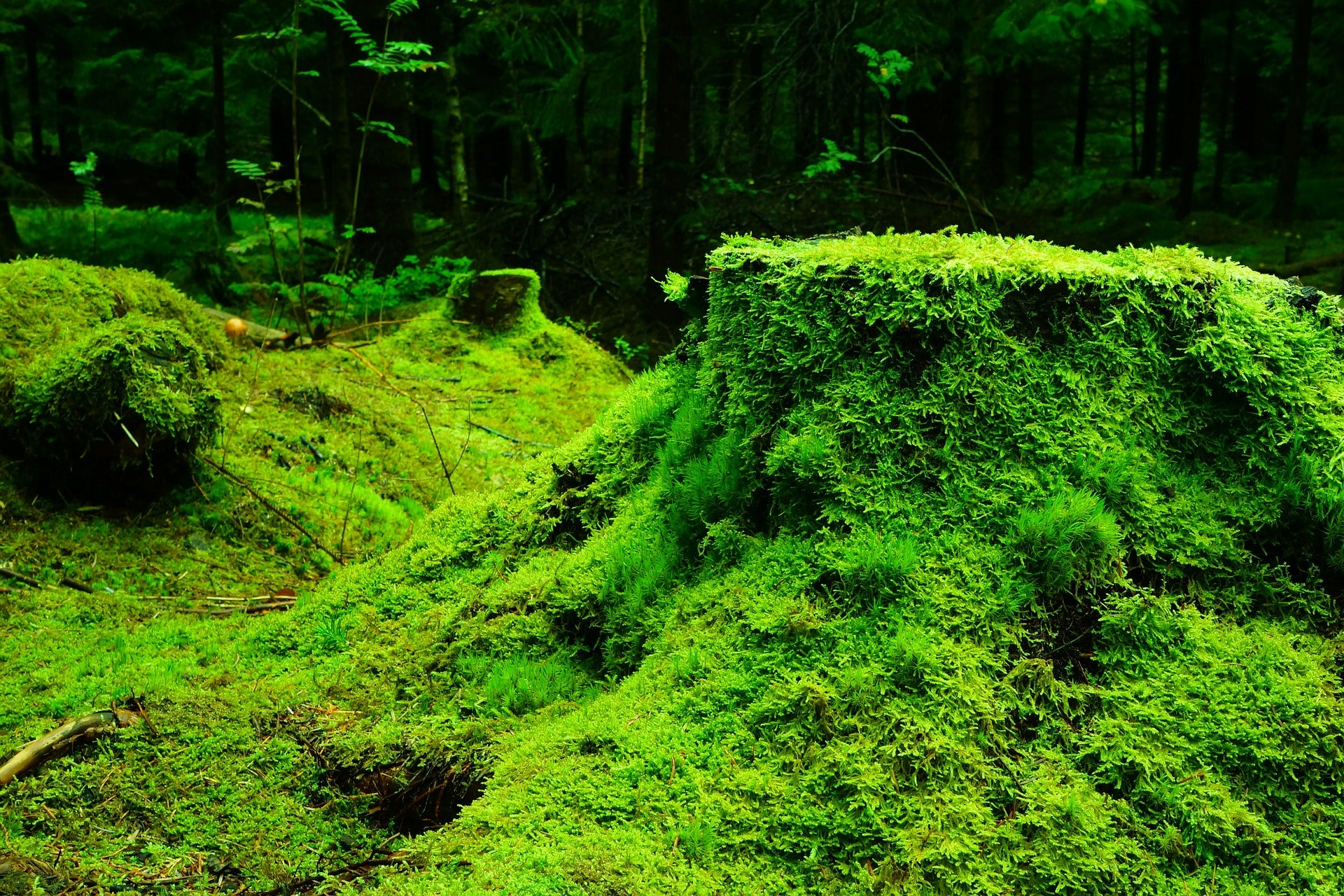 lead pollution phytoremediation decontamination