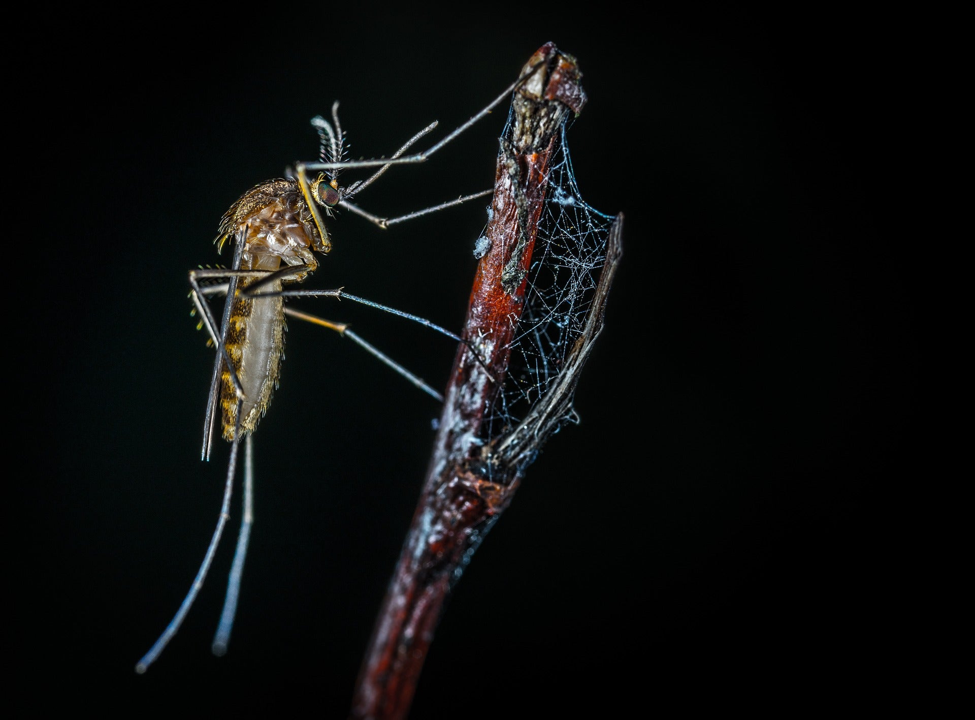 mosquitoes disease pavlov learning