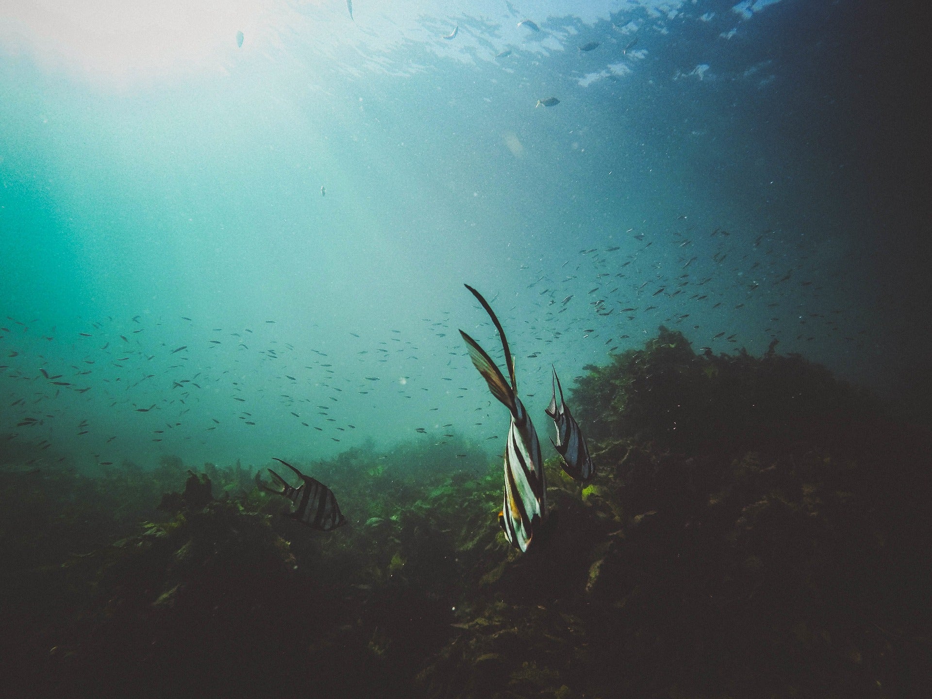 coral reef ocean pollution plastics
