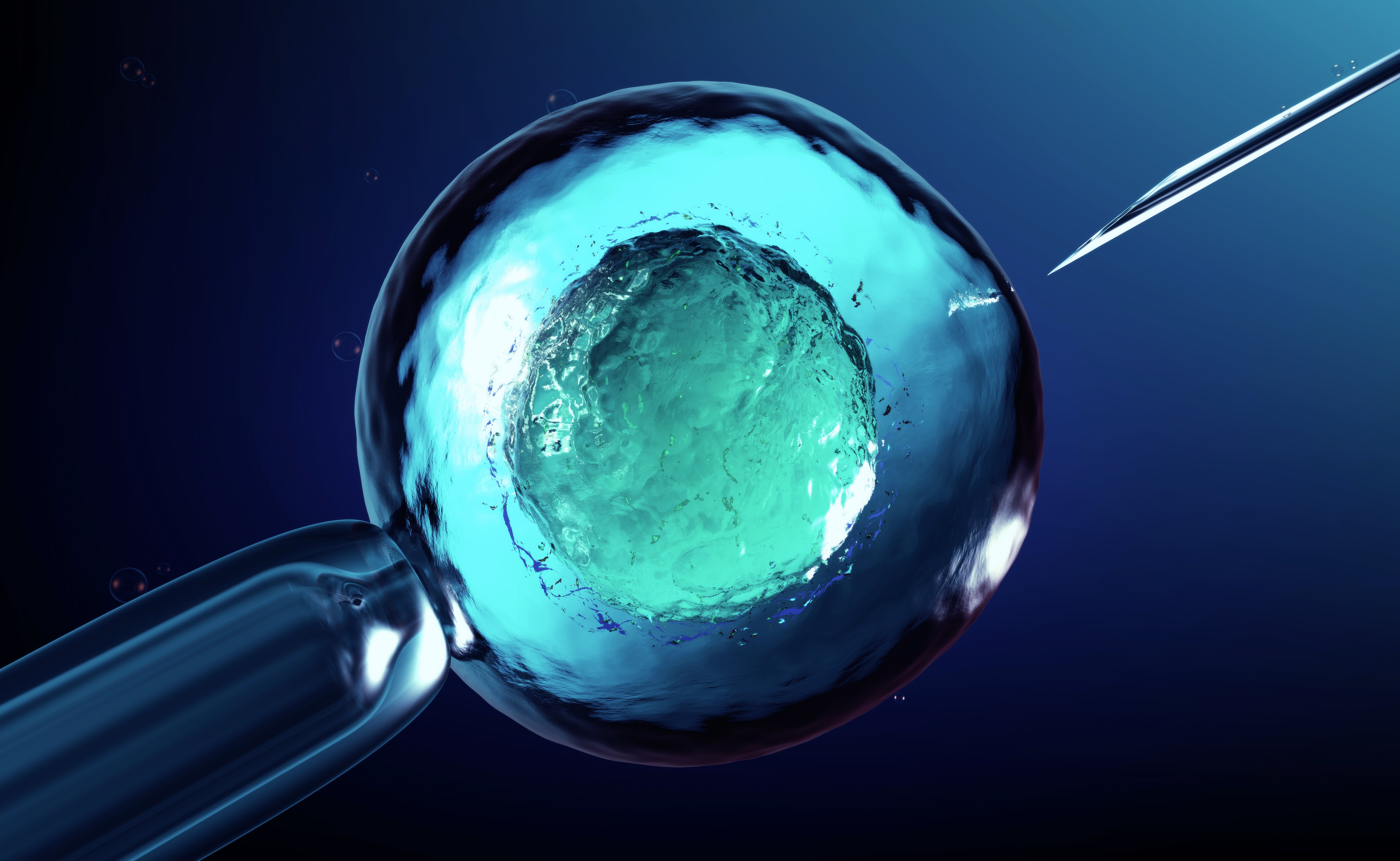 human eggs