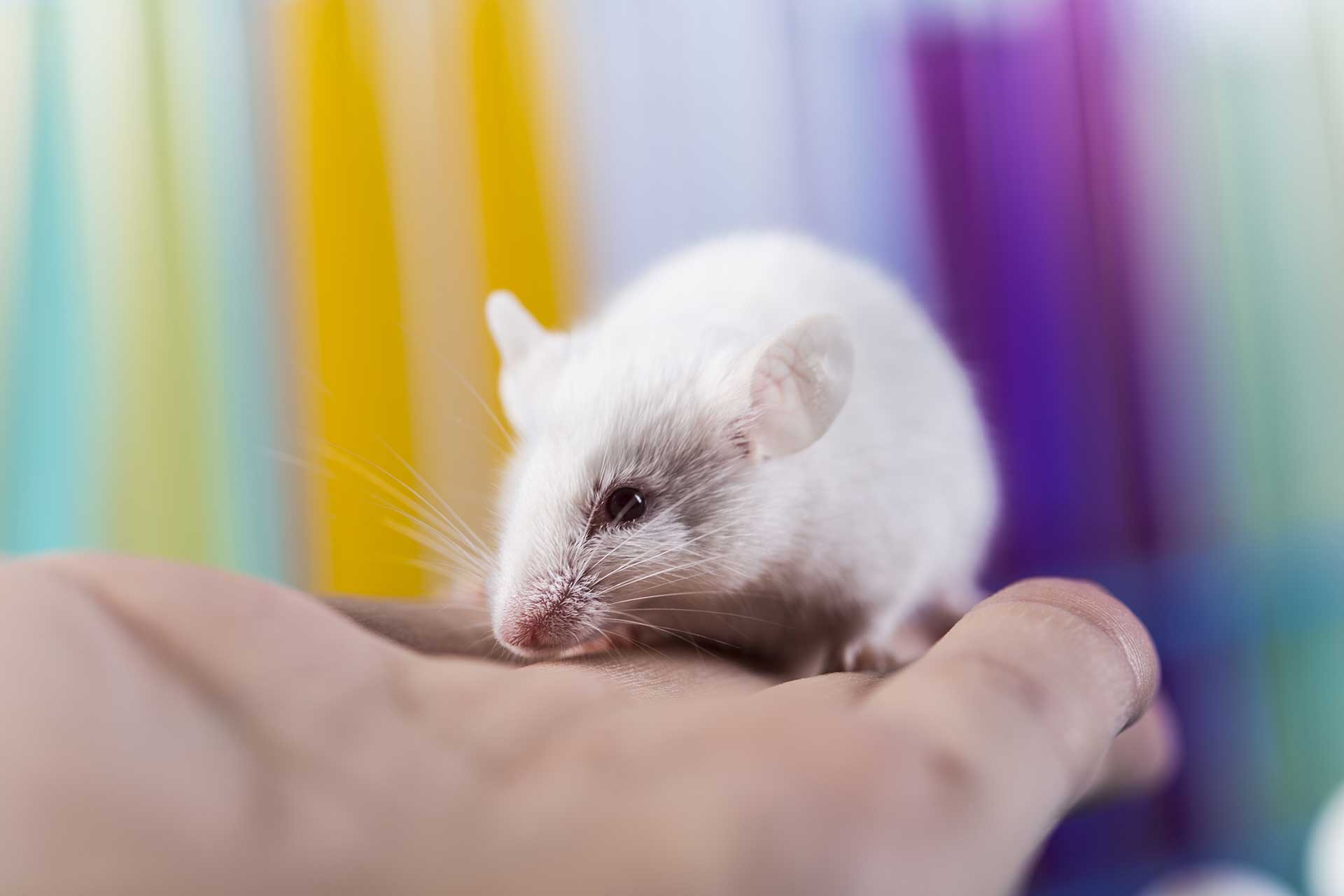 experimental medicine alzheimer's disease mouse model bace1
