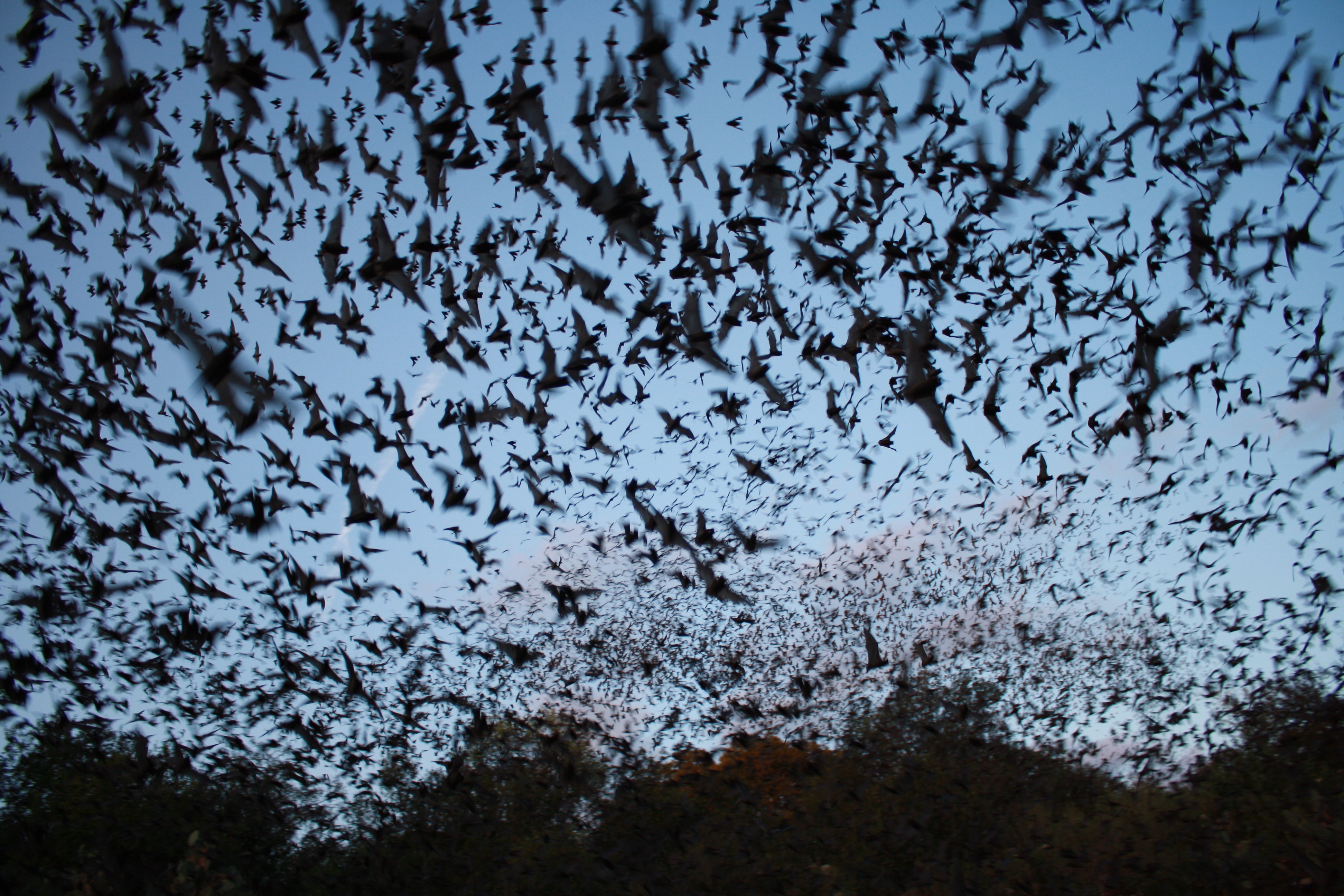 climate change bats