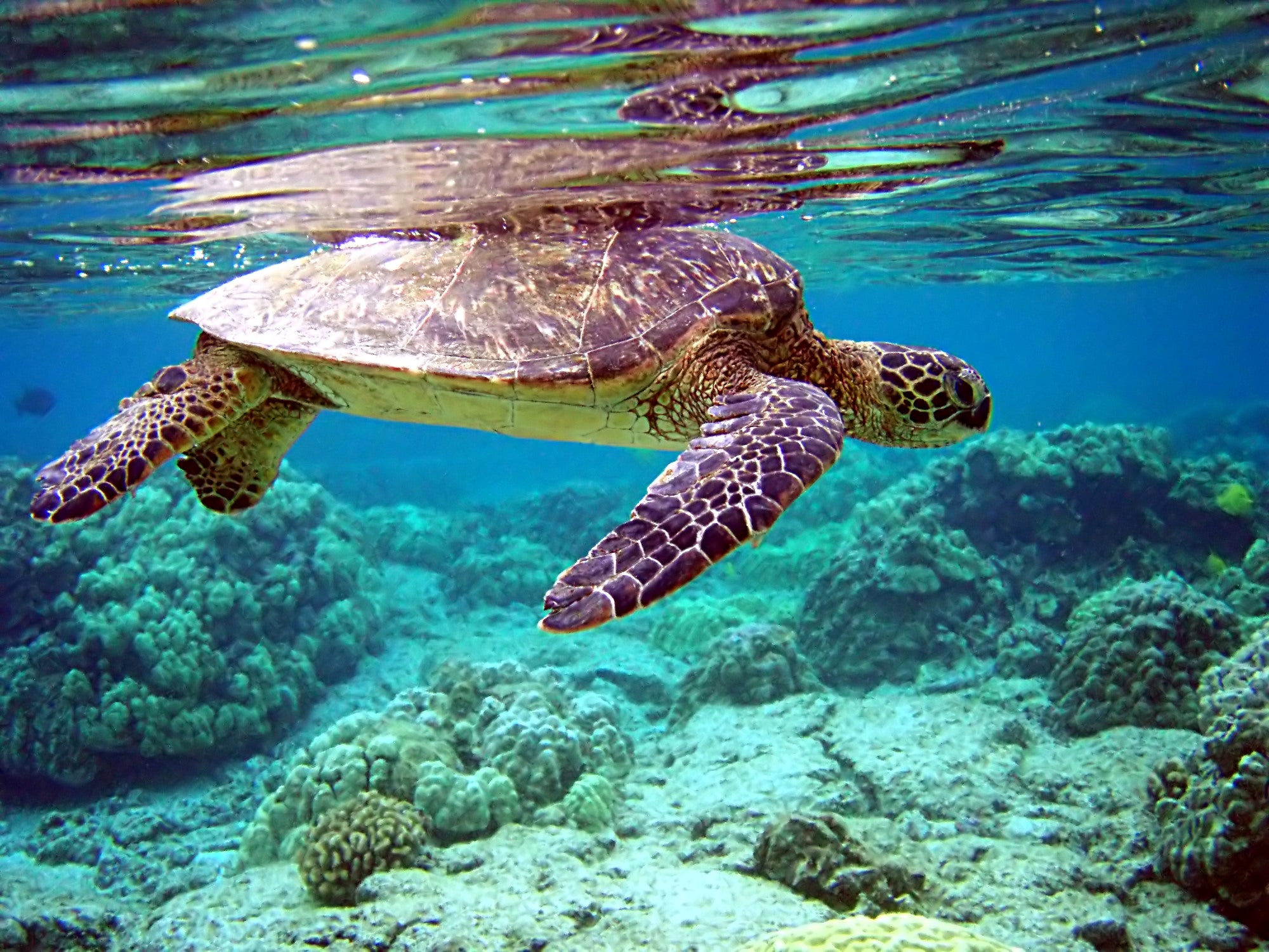 bbc plastic pollution blue planet ii plastic ban