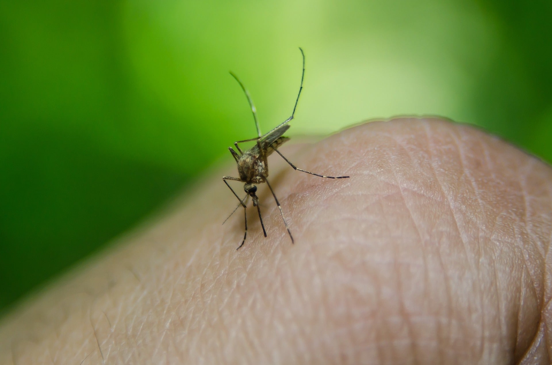 drug-resistant malaria