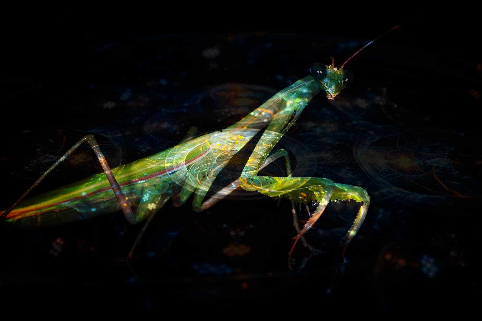 Praying Mantises