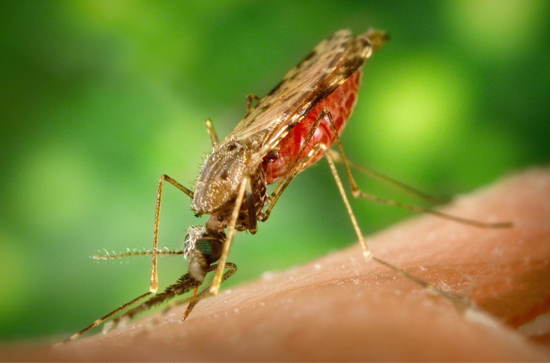 malaria methylene blue side effect antimalarial medicines