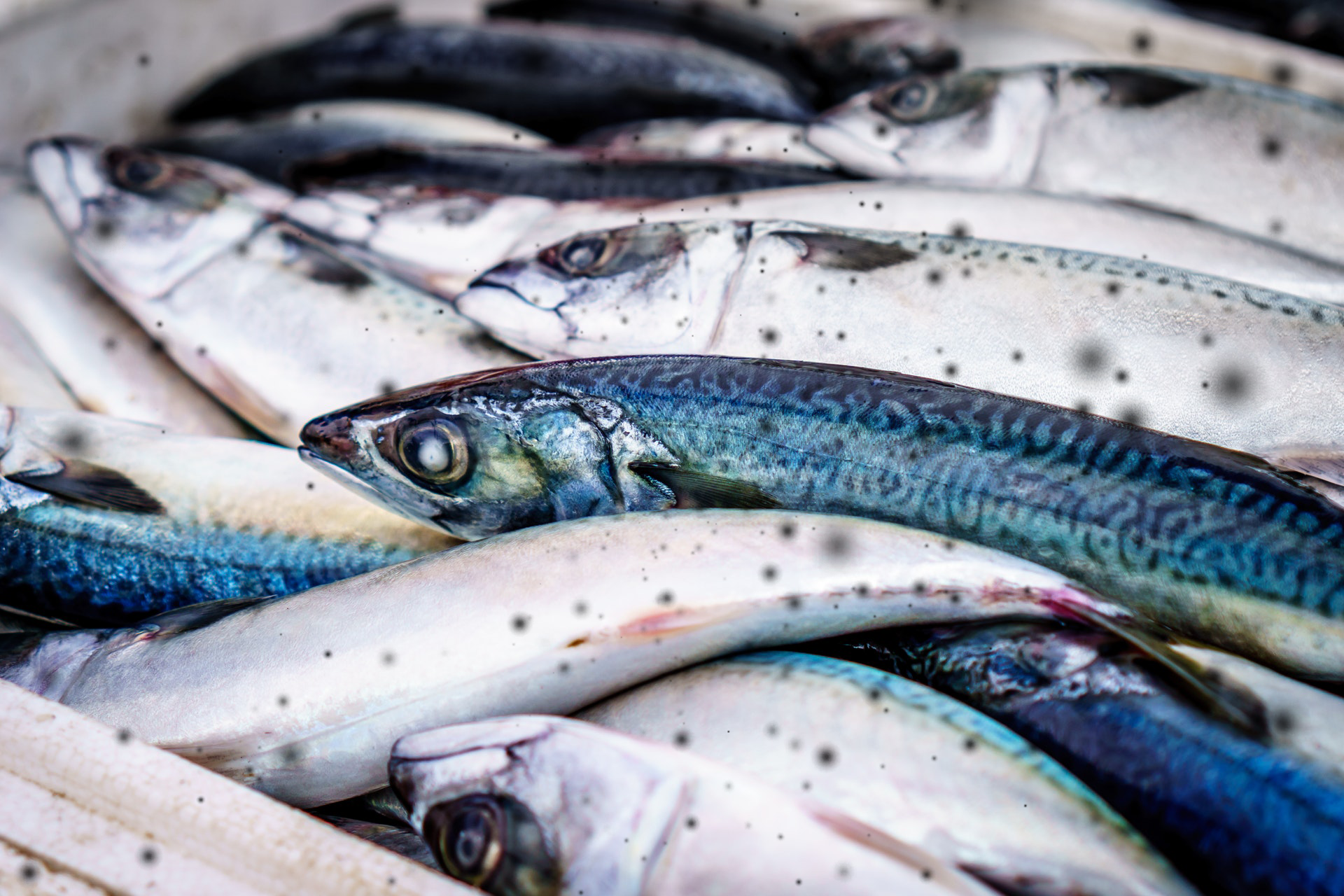 microplastic poisoning trophic transfer pollution marine life