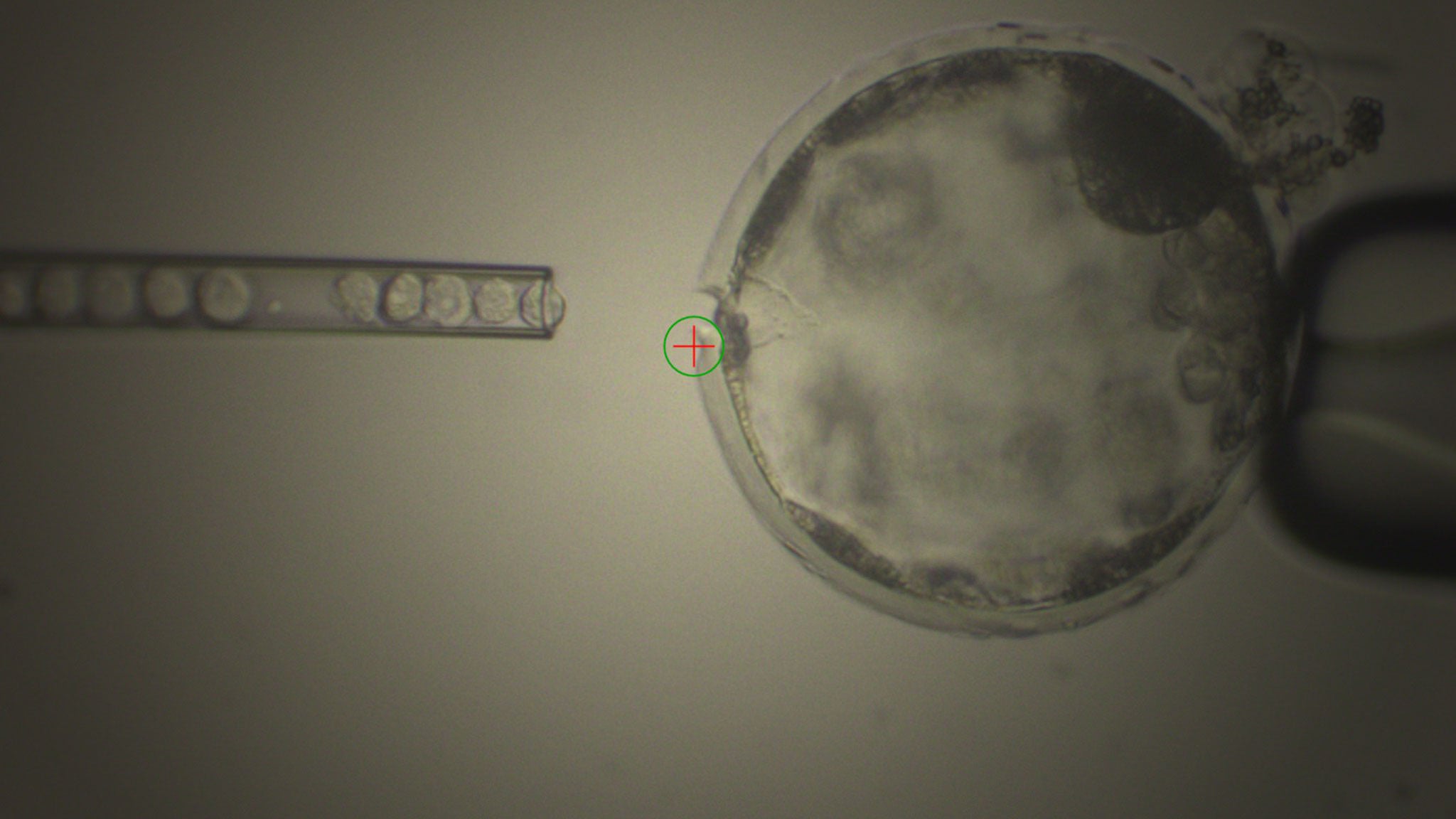 hybrid chimera stem cells
