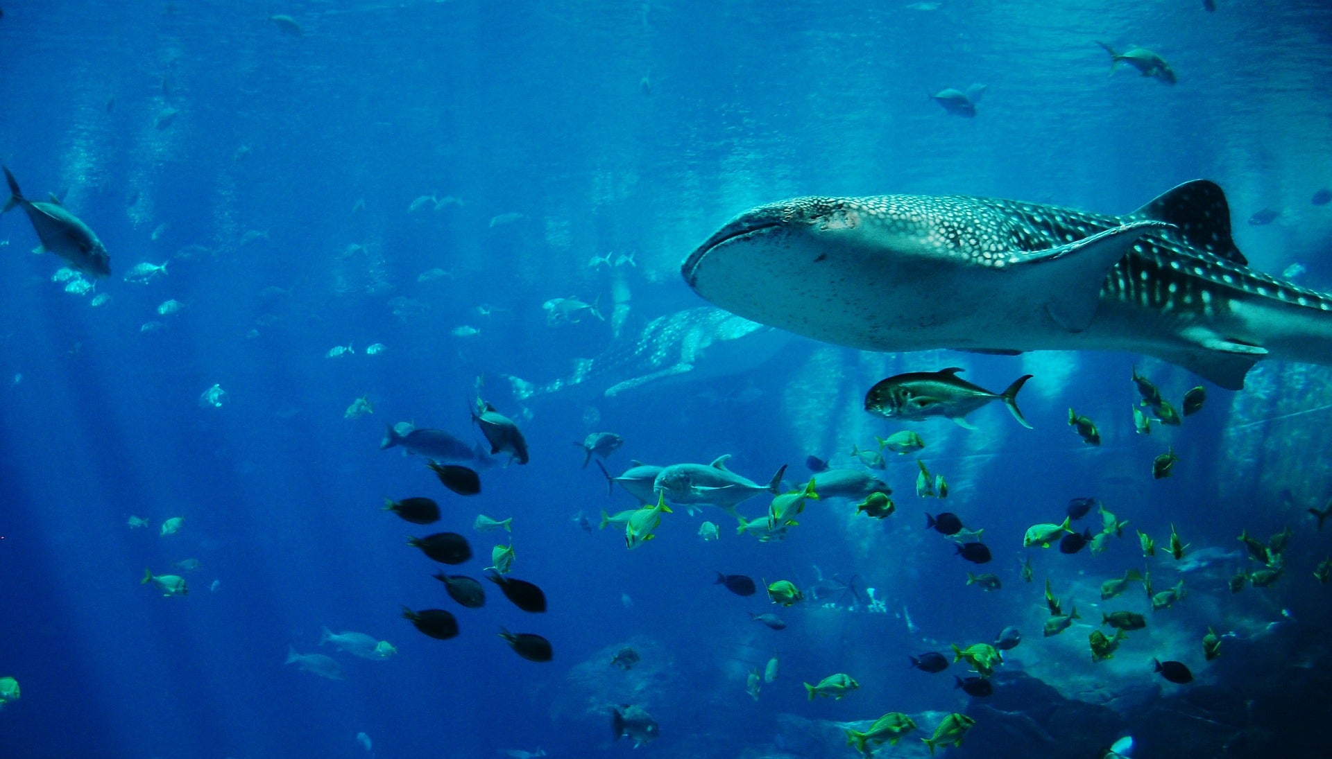 whales sharks marine ecosystems microplastics plastic waste