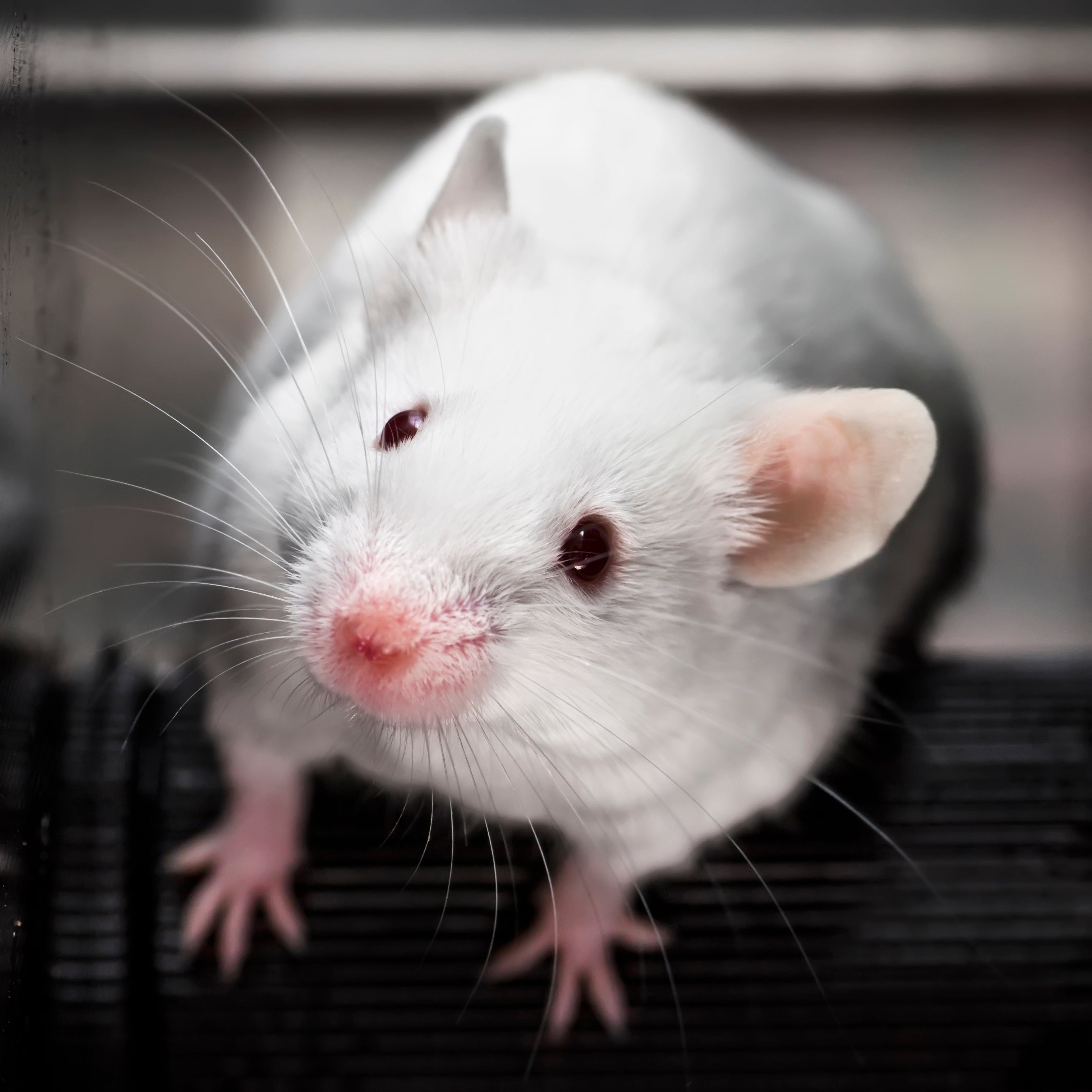 blindness eyesight mice