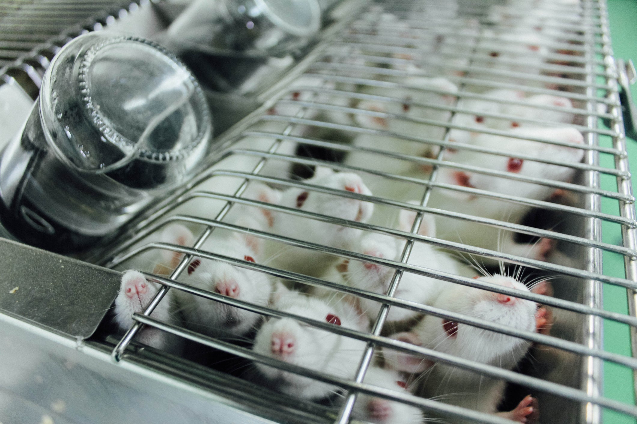chemical testing animal testing animal rights in vitro