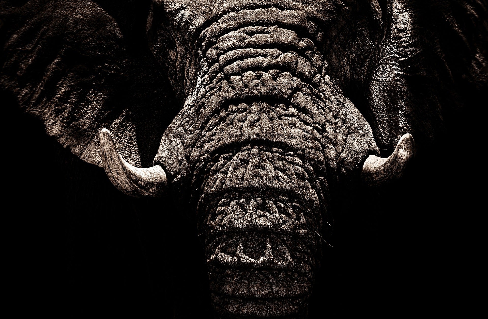 wildlife wwf poaching wildlife trafficking