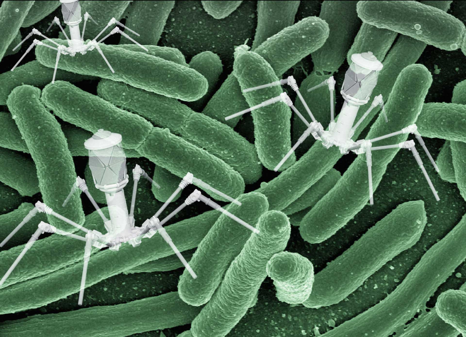 bacteria bacteriophage antibiotic-resistance