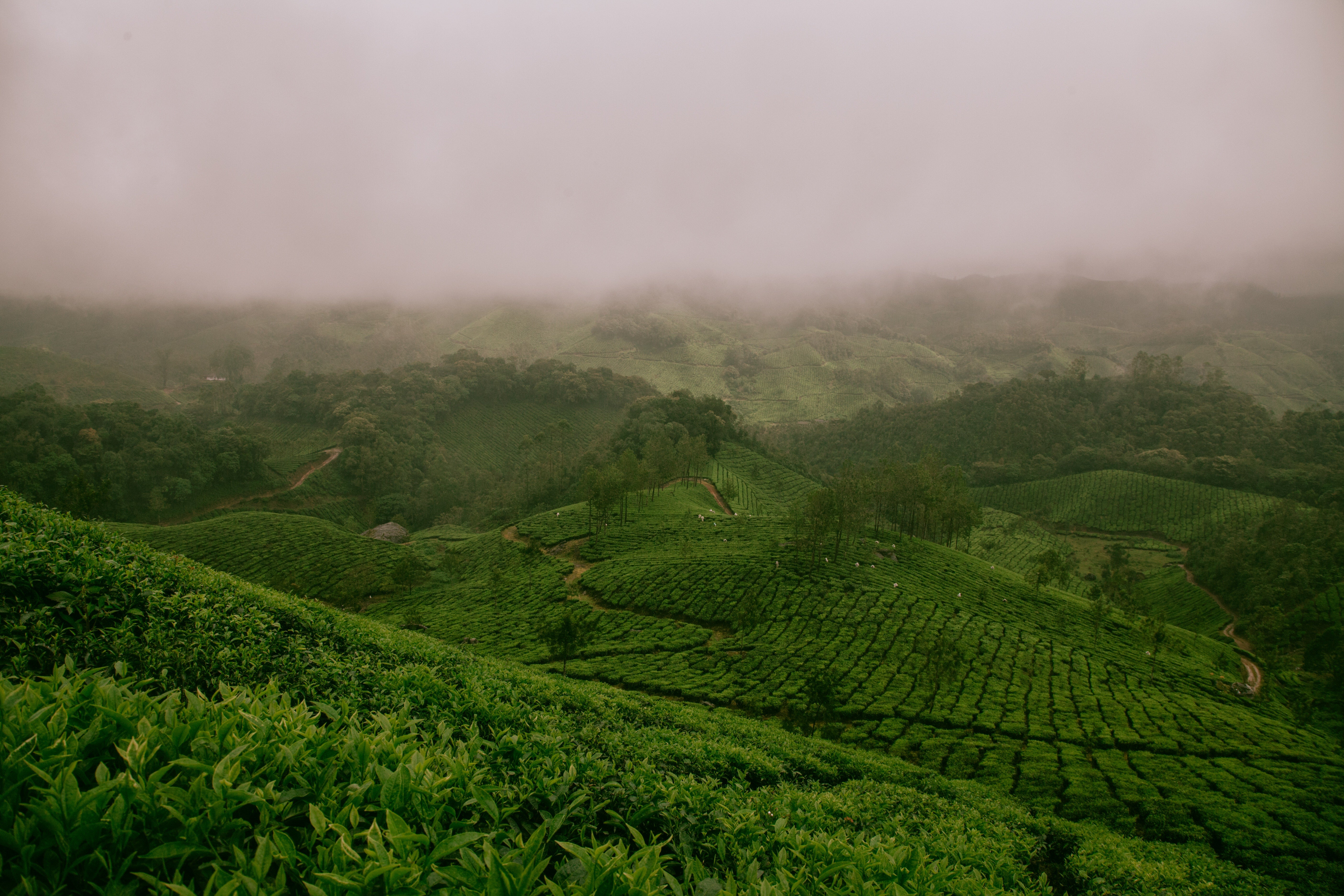 agriculture crops modified plants