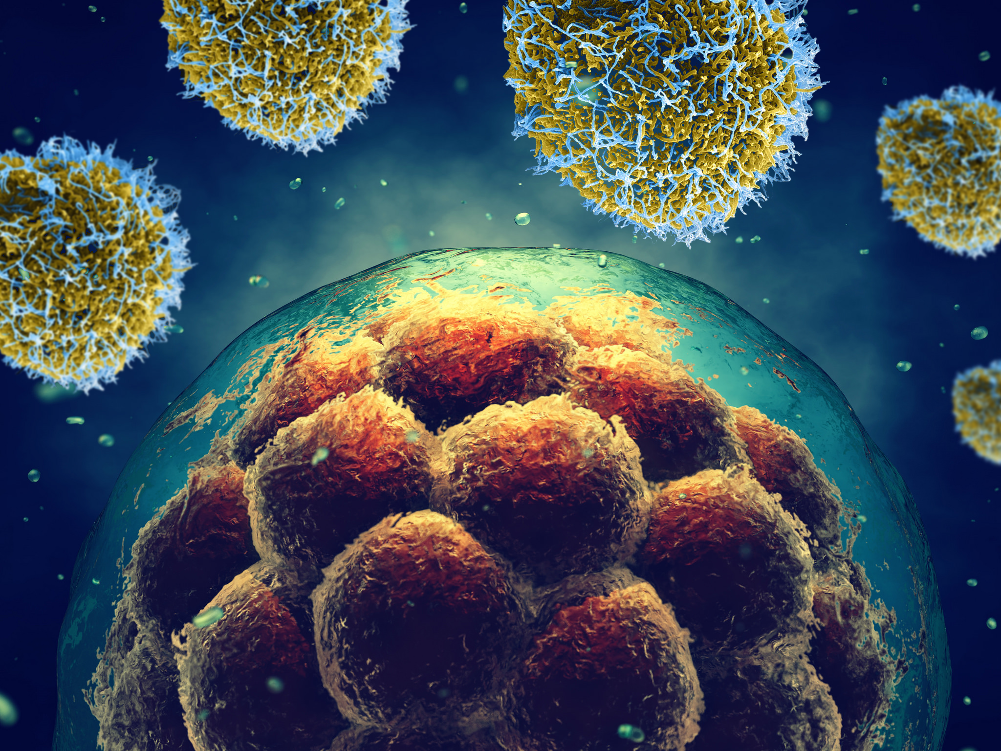 stem cells