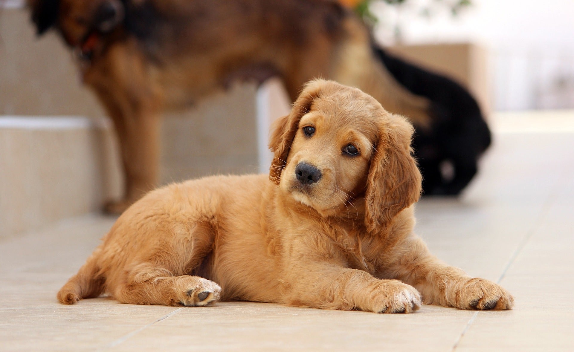CDC officials have traced an outbreak of the antibiotic-resistant bacteria Campylobacter jejuni to pet-store puppies unnecessarily prescribed antibiotics.