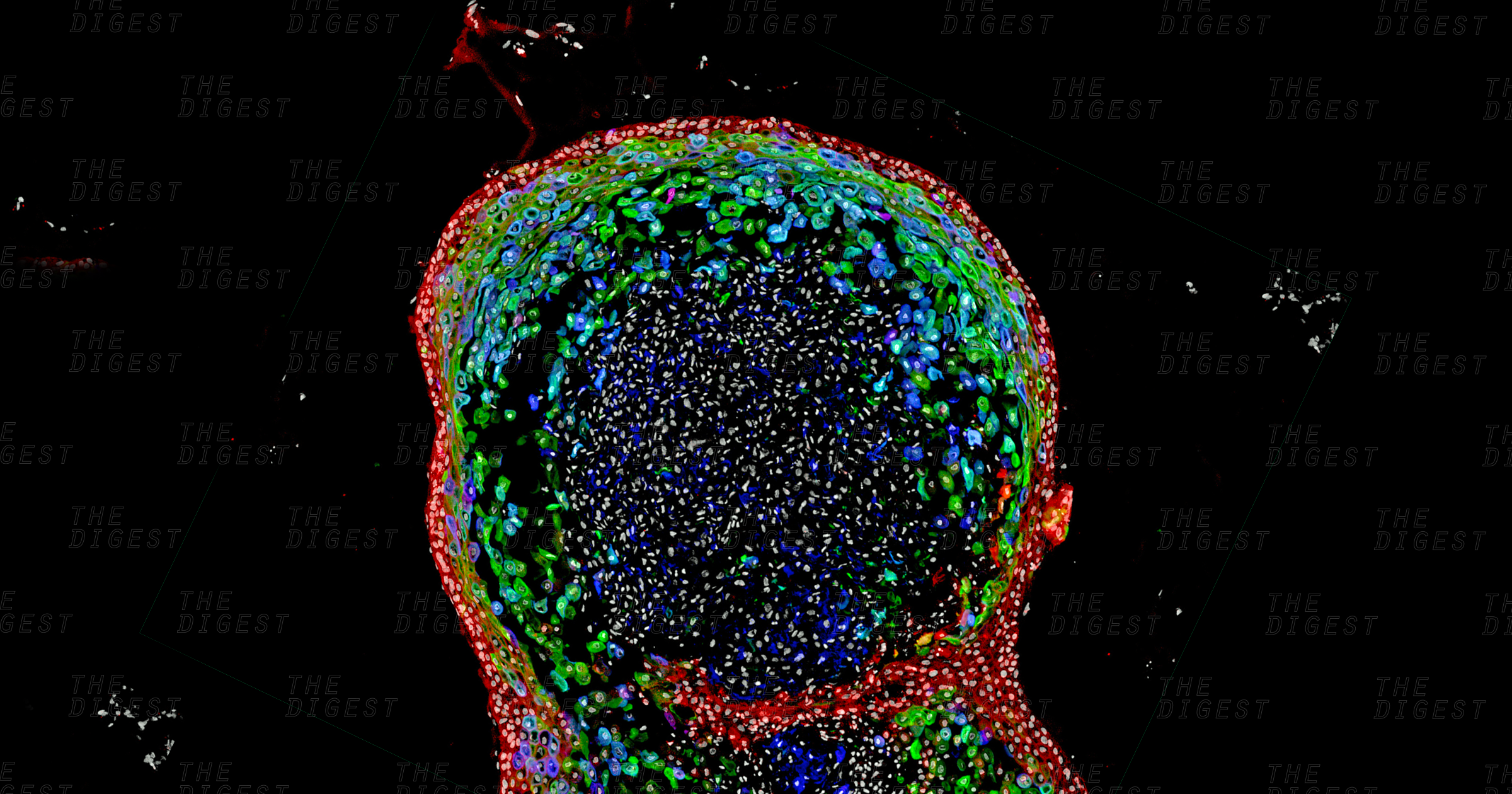 Researchers have created the first lab-grown esophagus using pluripotent stem cells, and it could help identify new treatments for digestive disorders.