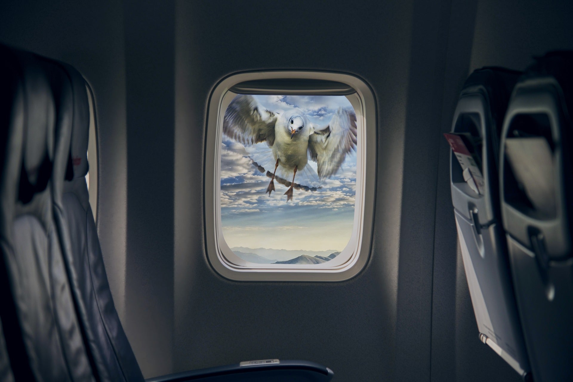 Preventing bird collisions with planes and other manmade objects could be as simply as adding red or blue LEDs to our creations.