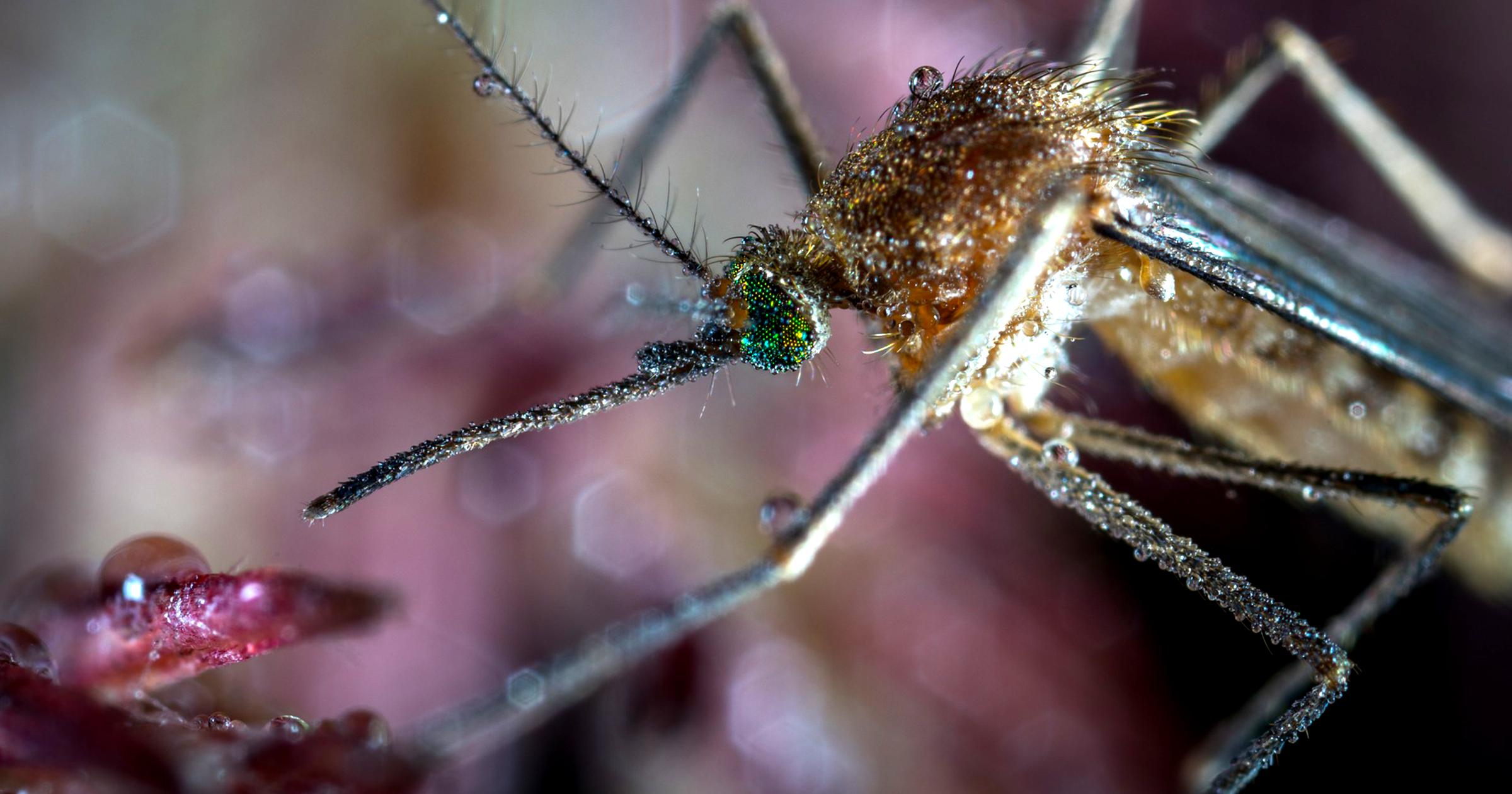 Researchers have used gene drive to effectively wipe out an entire population of the mosquito species that spreads disease in sub-Saharan Africa.