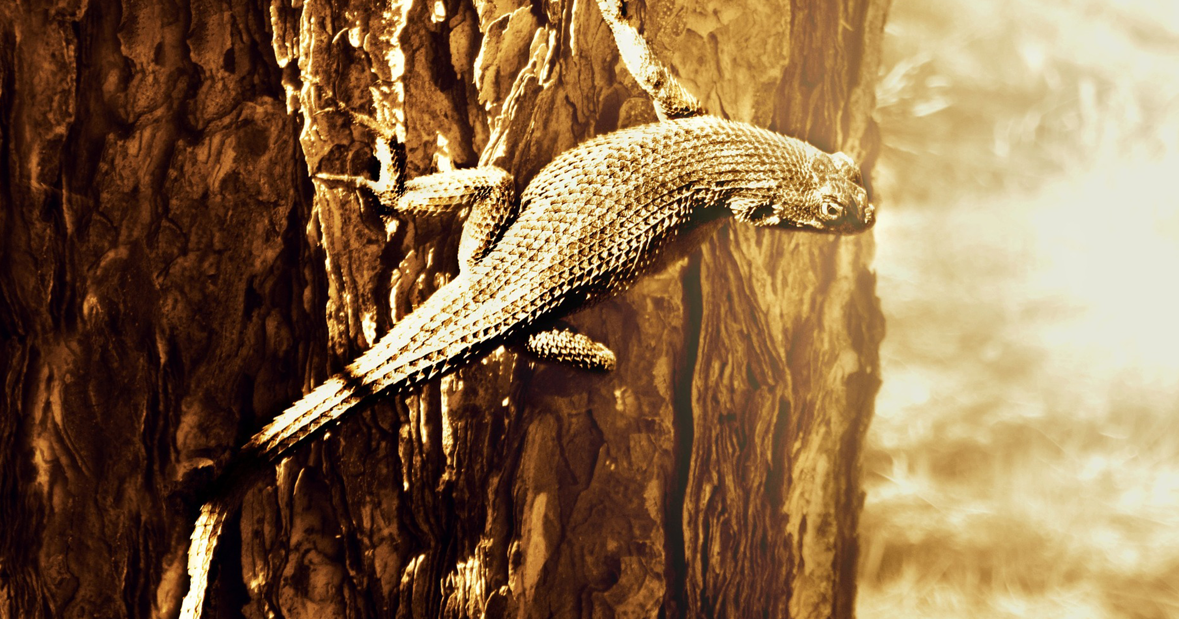 A new study on bipedal movement in lizards suggests adding lizard-like tails to robots could improve their ability to maneuver "off-road."