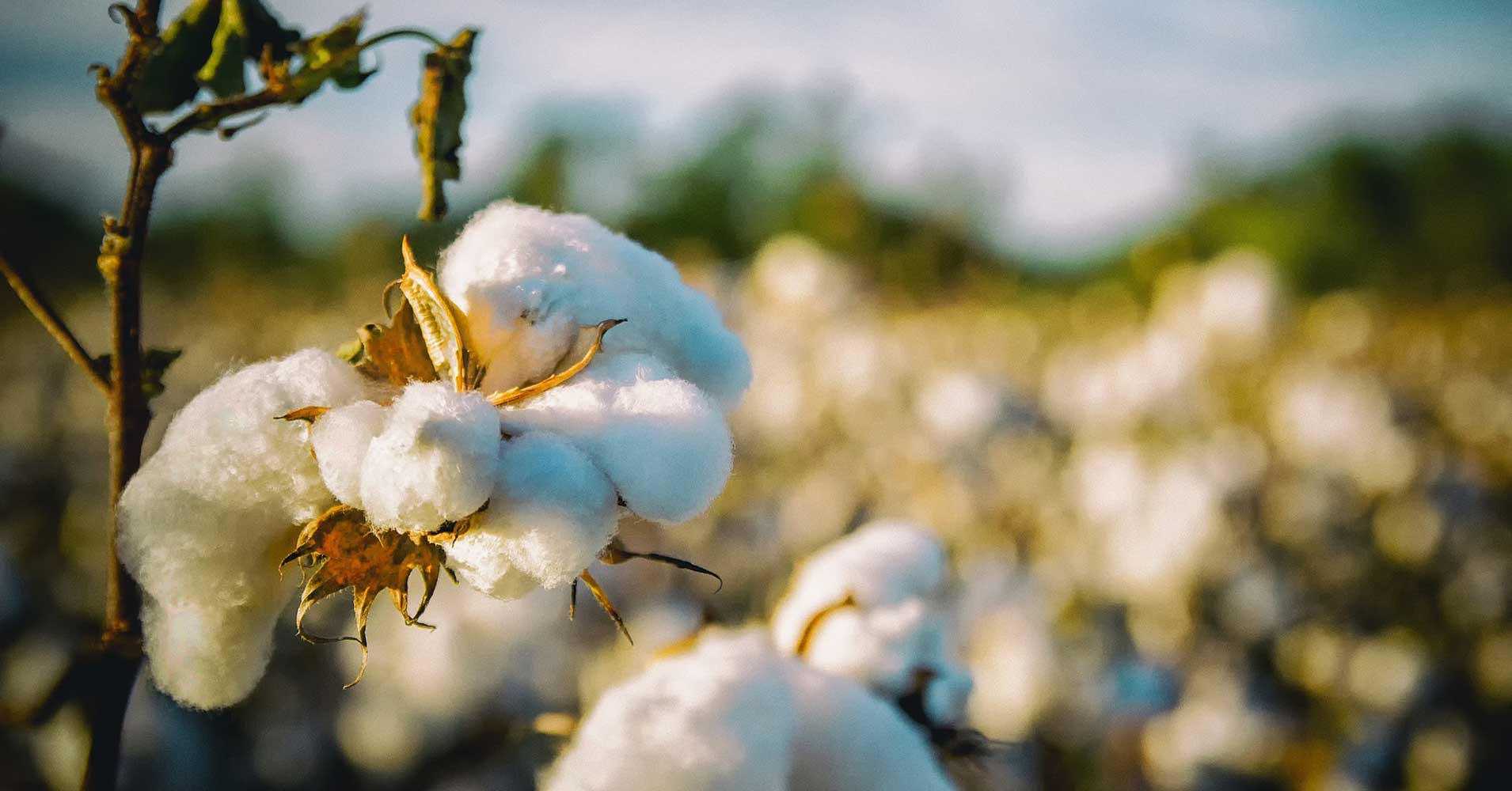 The USDA has lifted regulations on growing a genetically modified cotton plant with edible cottonseeds, and it could eventually help feed the world.