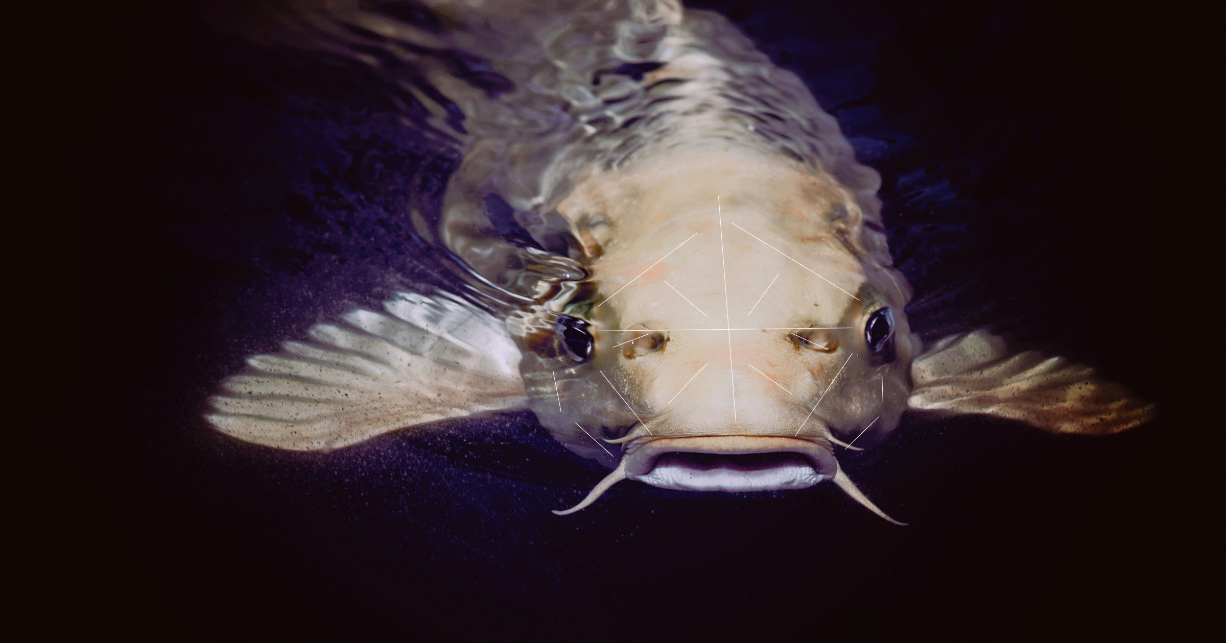 A European aquaculture giant that says it's working on a facial recognition system to track the health of millions of salmon.